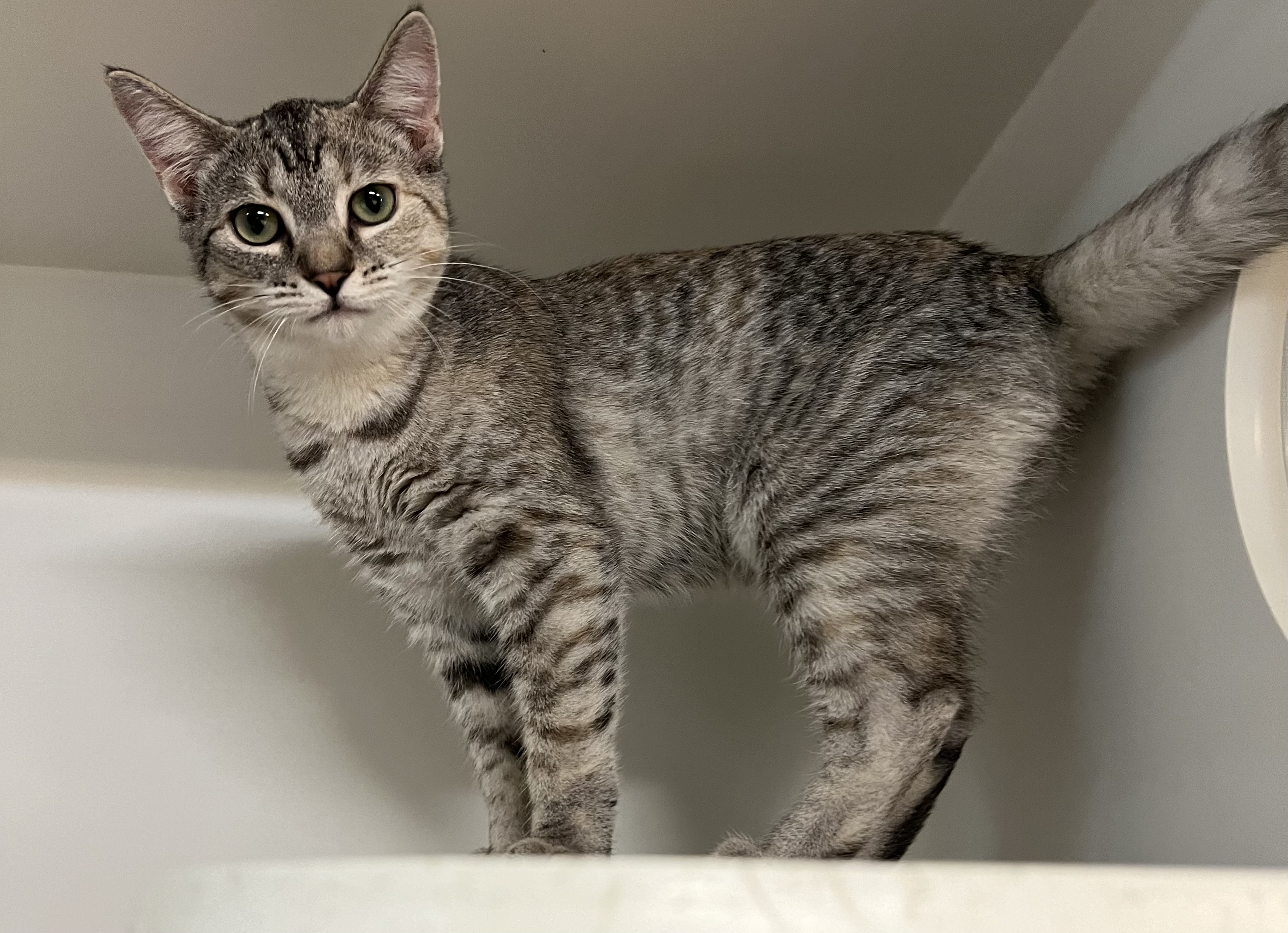 Cat for adoption Sharon, a Domestic Short Hair in Seville, OH Petfinder