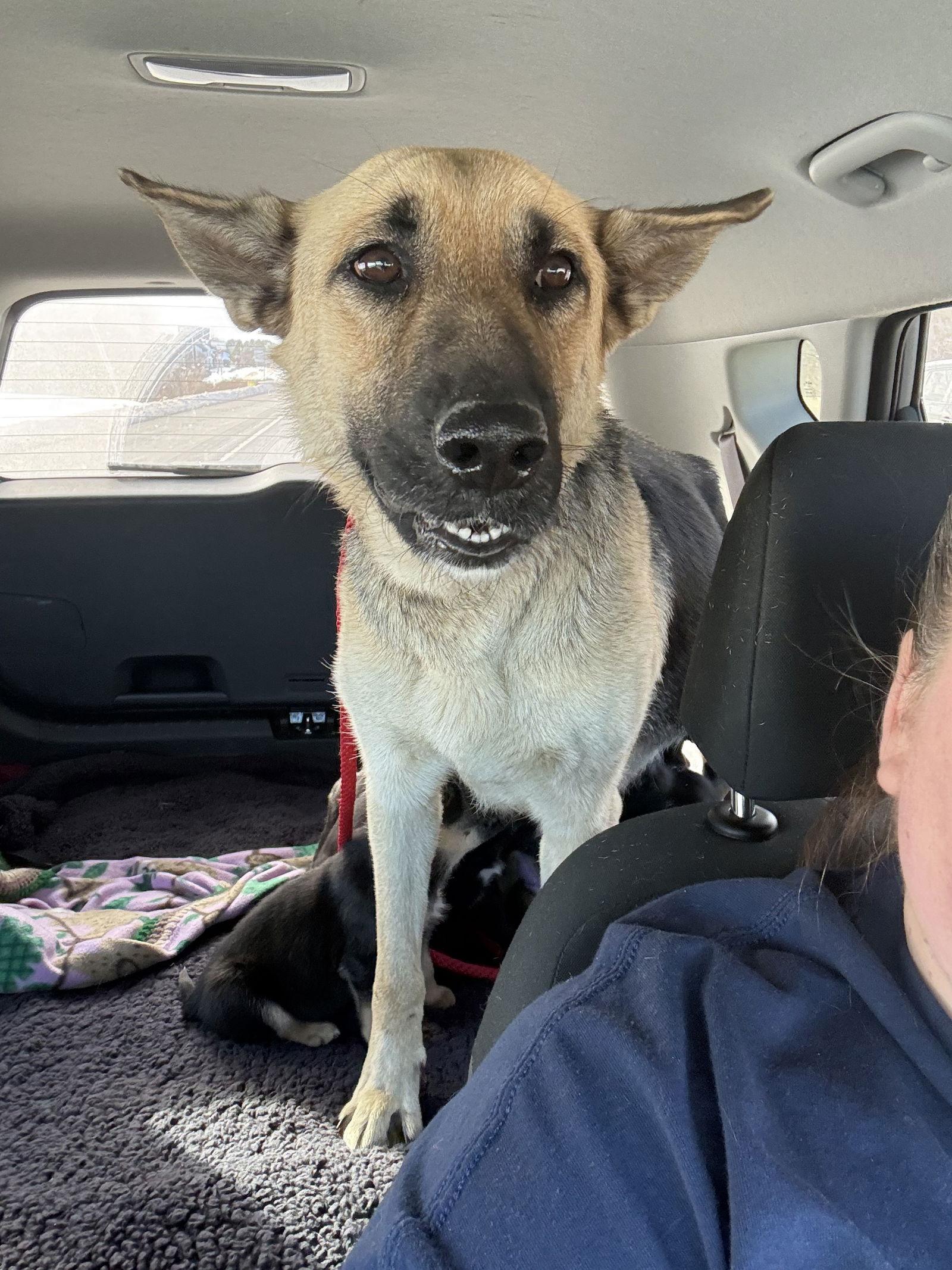 Harley (Planet mama)