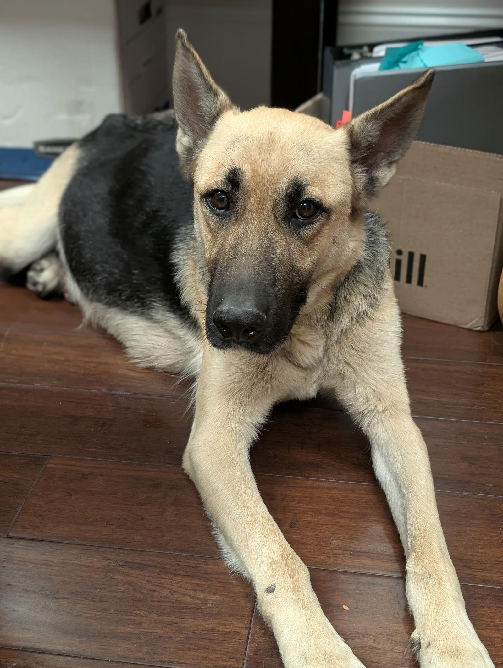 Harley (Planet mama) — thumbnail 2