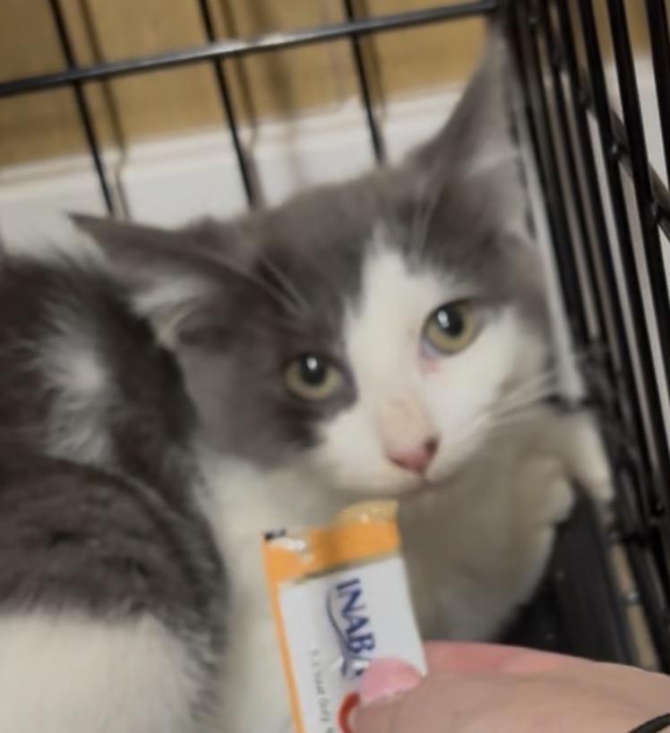 Enlarge Koal, a Adopted Domestic Short Hair in Westville, NJ image 5/5