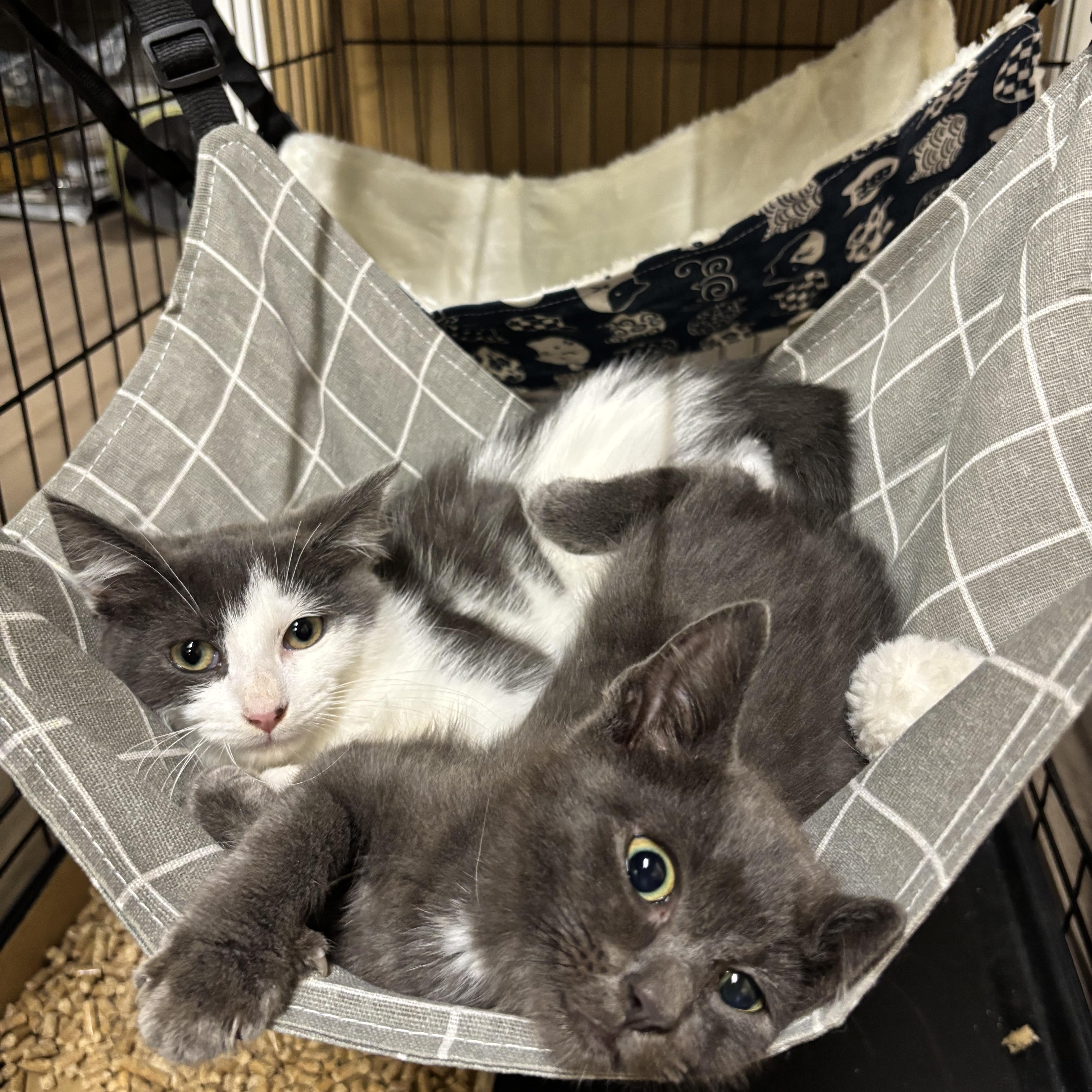 Enlarge Koal, a Adopted Domestic Short Hair in Westville, NJ image 3/5