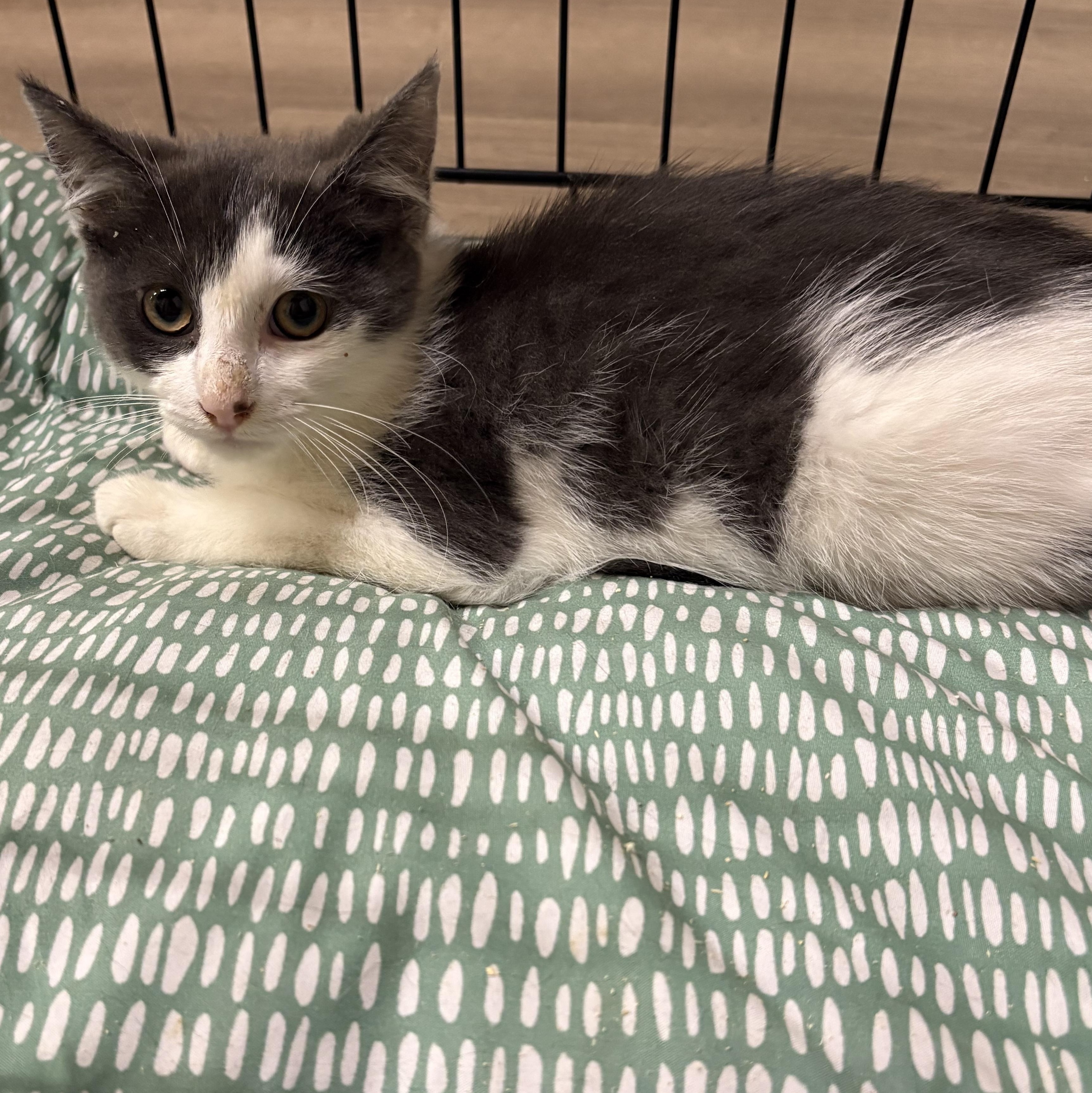 Koal, Adopted, Kitten Female Domestic Short Hair.