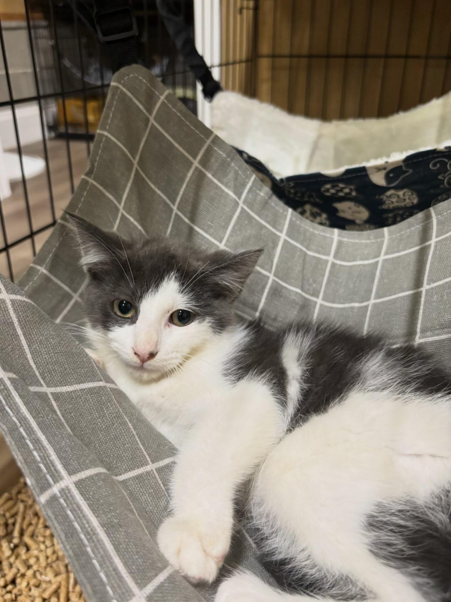 Enlarge Koal, a Adopted Domestic Short Hair in Westville, NJ image 2/5