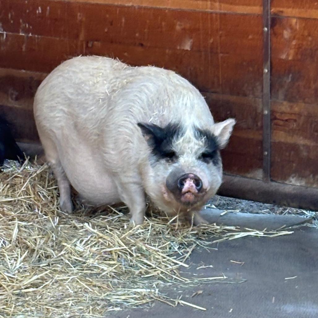 Enlarge Ted, a Adoptable mixed breed in Salem, OR image 1/2