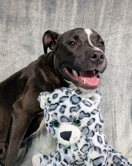 Girlie, a Adoptable mixed breed in Houston, TX image 1/2