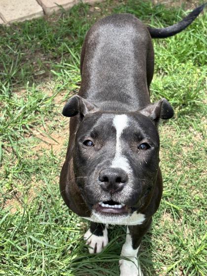 Girlie, a Adoptable mixed breed in Houston, TX image 2/2