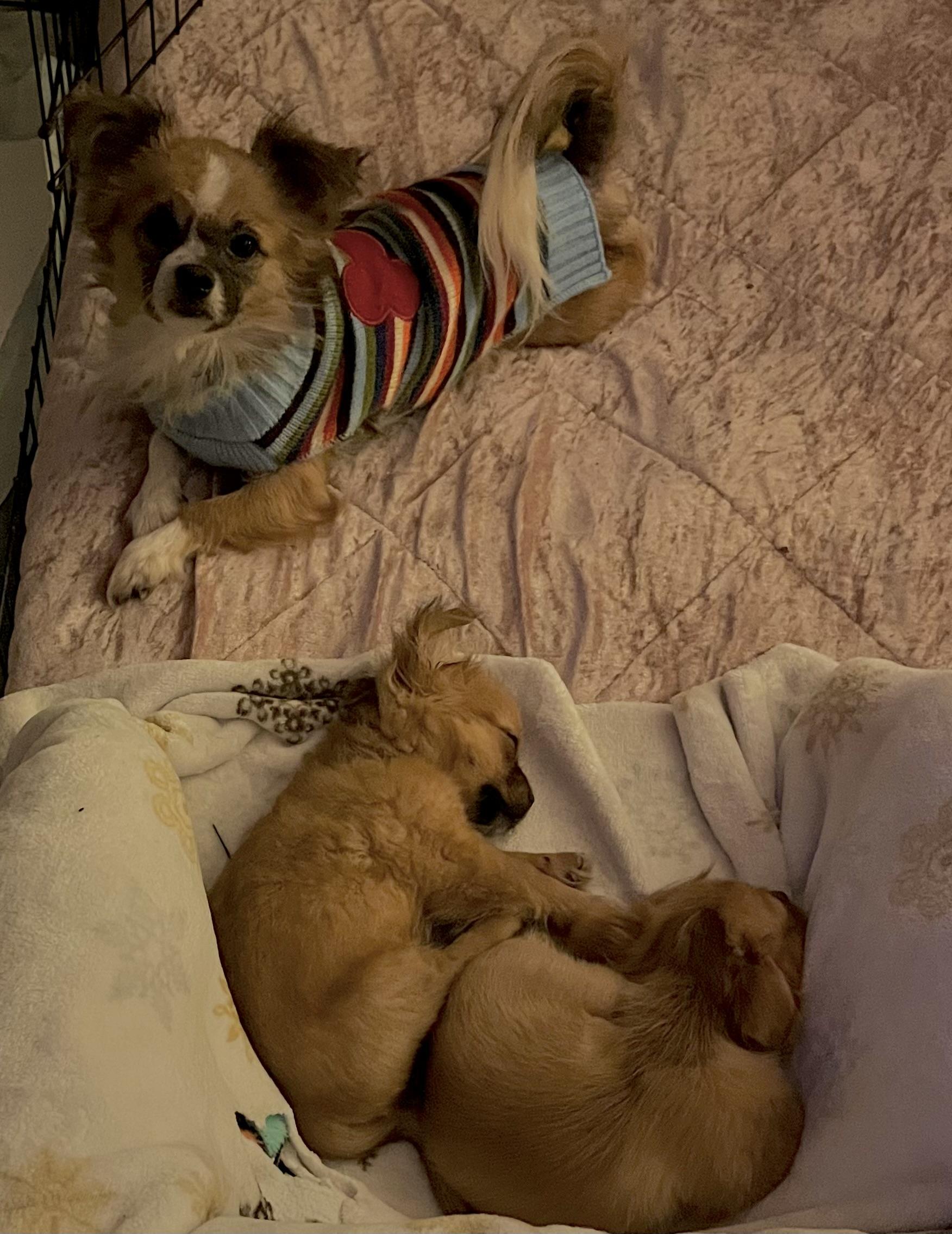 Enlarge Brownie, a ADOPTABLE Chihuahua in Colmar, PA image 5/5