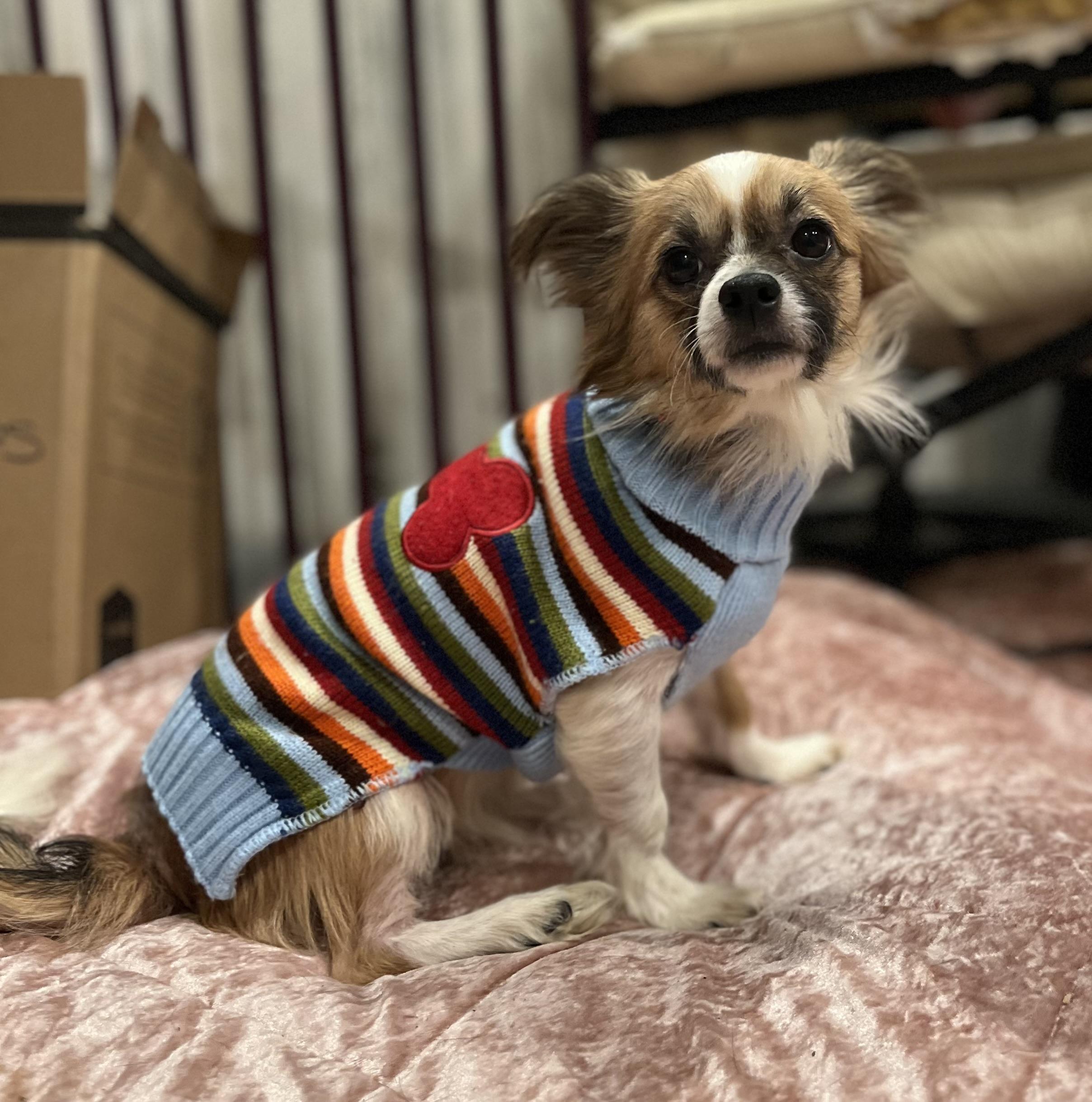 Enlarge Brownie, a ADOPTABLE Chihuahua in Colmar, PA image 4/5