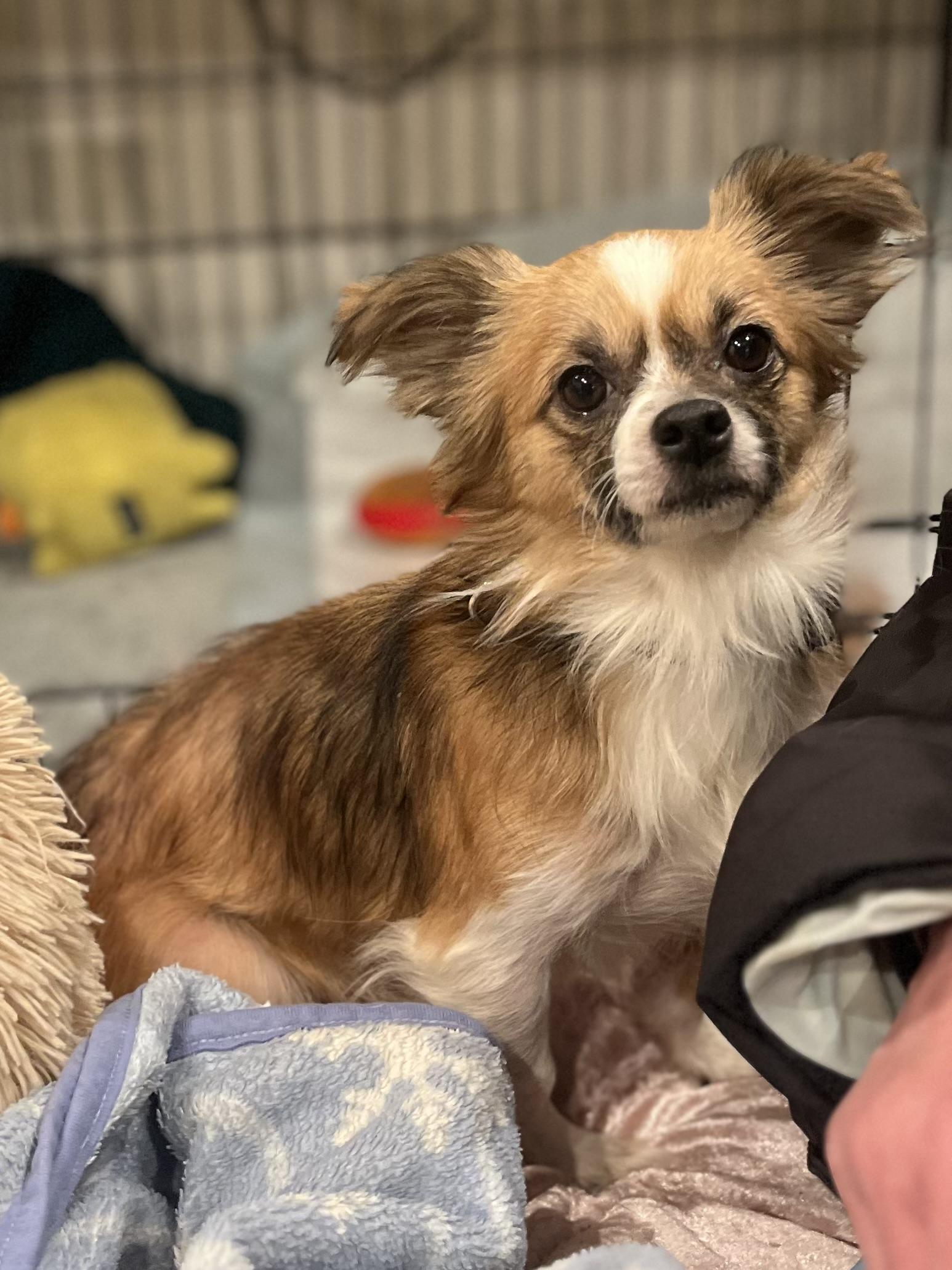 Brownie, ADOPTABLE, Adult Male Chihuahua.