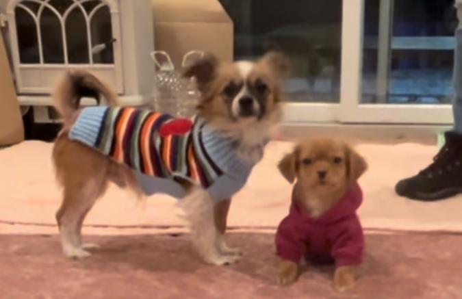 Enlarge Brownie, a ADOPTABLE Chihuahua in Colmar, PA image 3/5