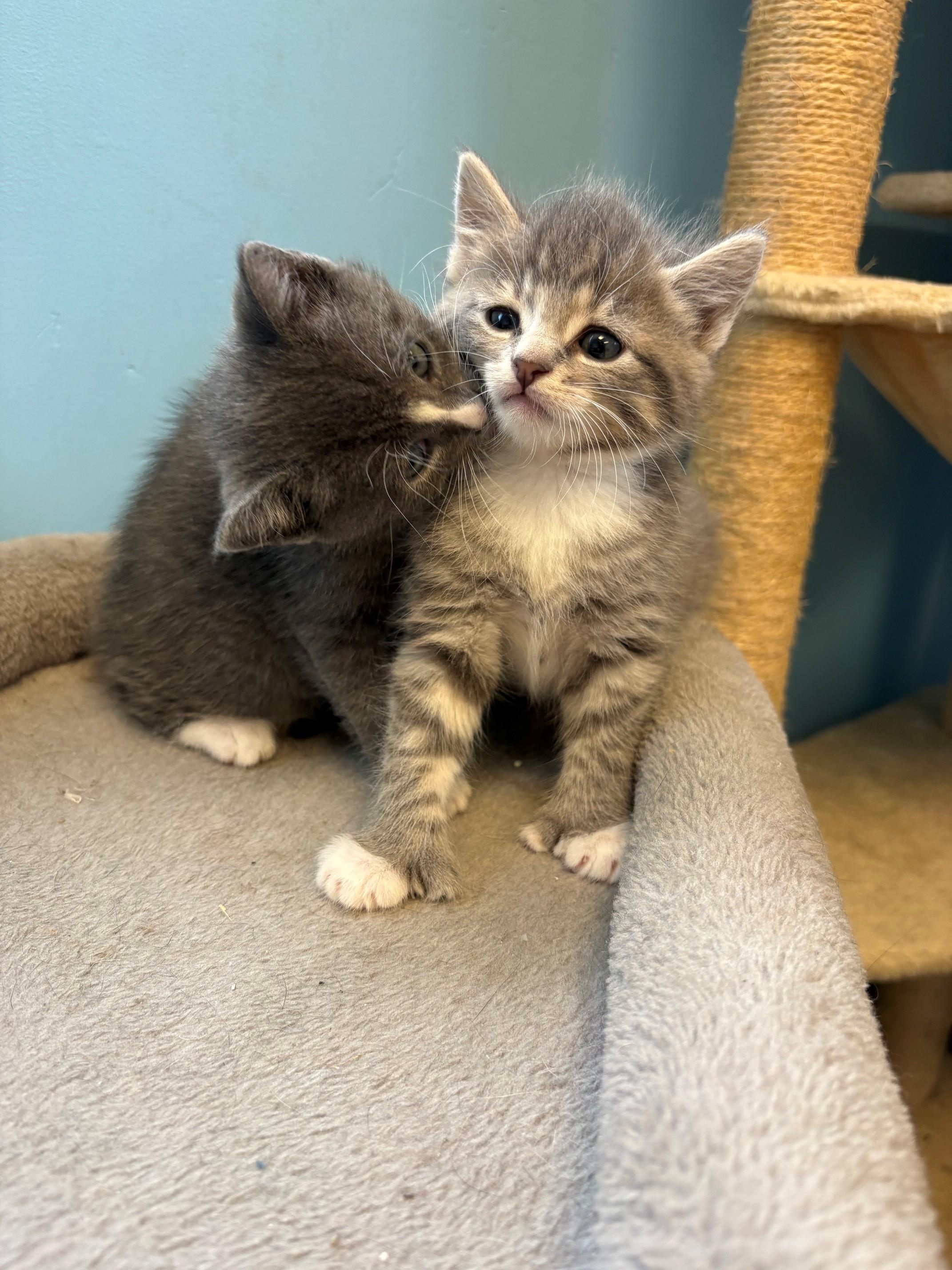 Enlarge Margarita & Martini, a ADOPTABLE Domestic Short Hair in Kingston, MA image 3/6