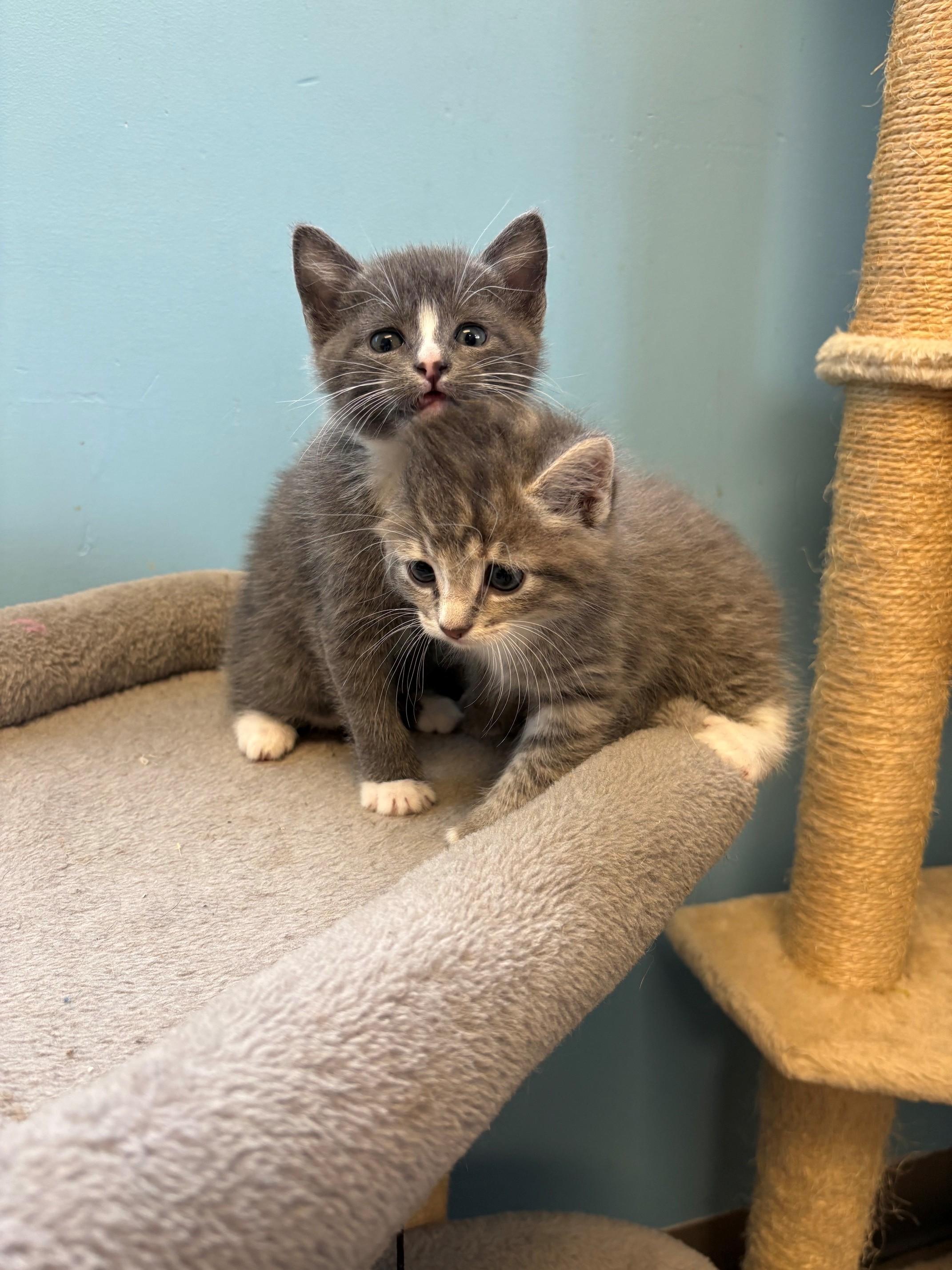 Enlarge Margarita & Martini, a ADOPTABLE Domestic Short Hair in Kingston, MA image 5/6