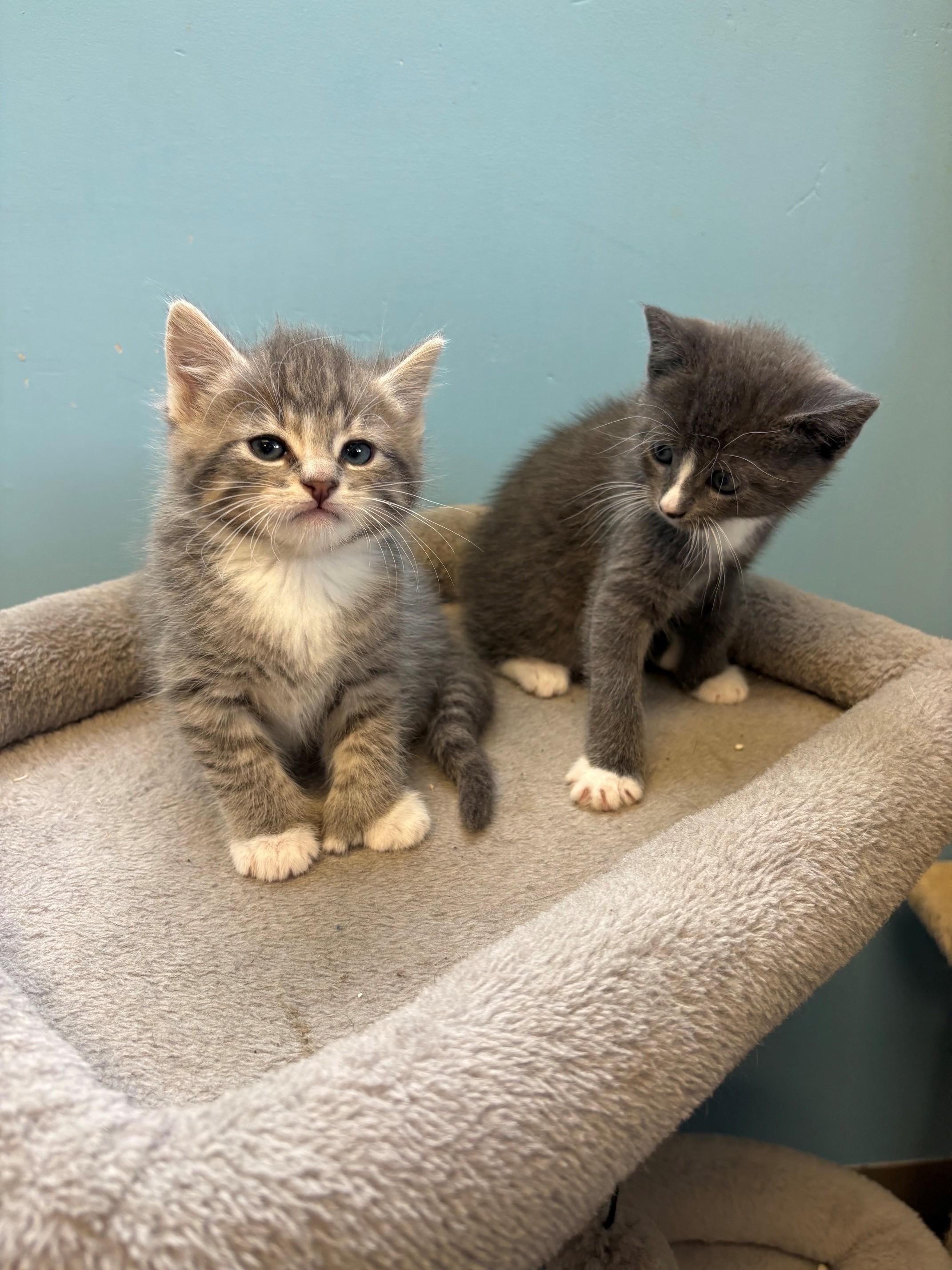 Enlarge Margarita & Martini, a ADOPTABLE Domestic Short Hair in Kingston, MA image 4/6
