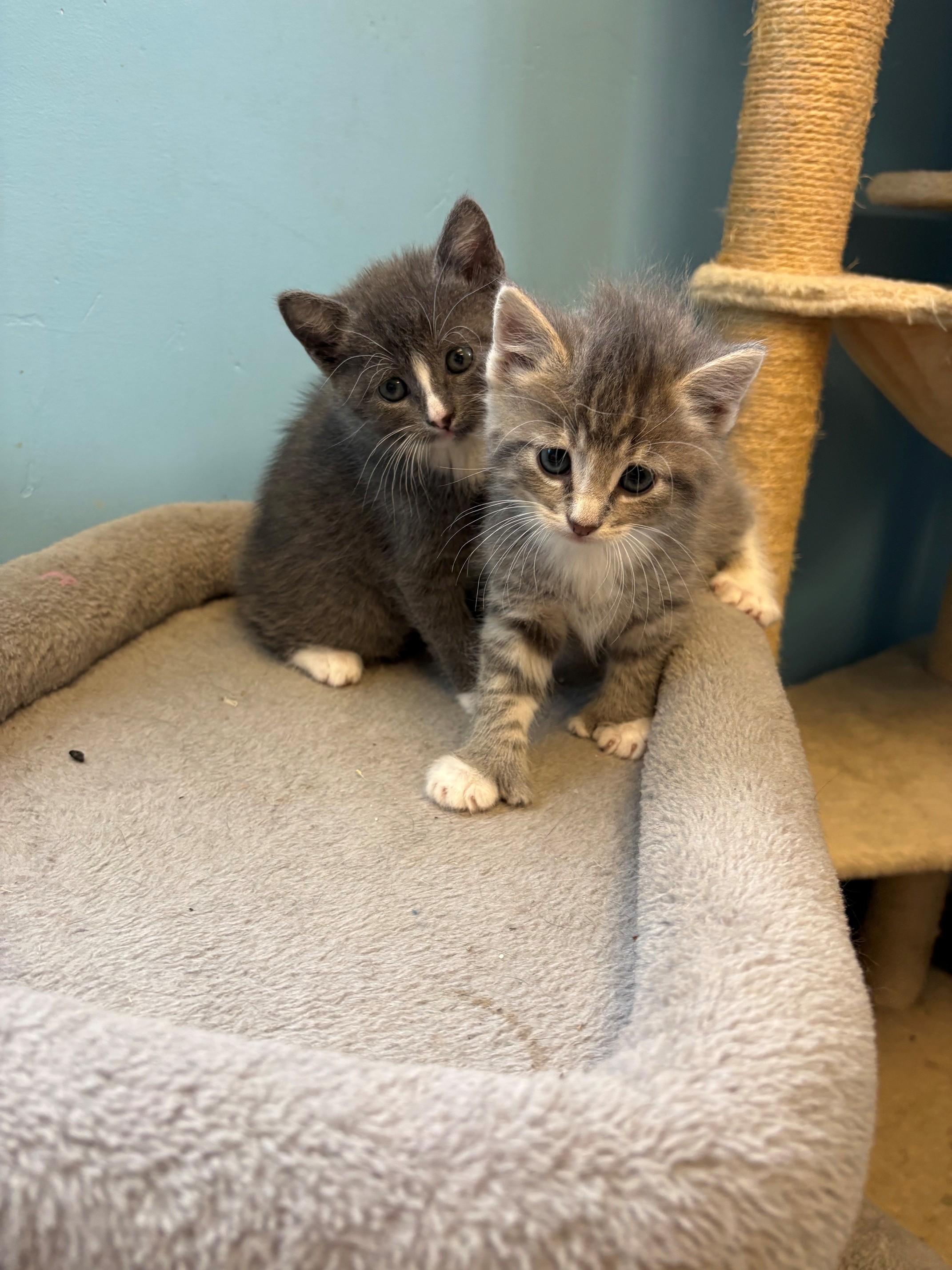 Enlarge Margarita & Martini, a ADOPTABLE Domestic Short Hair in Kingston, MA image 2/6