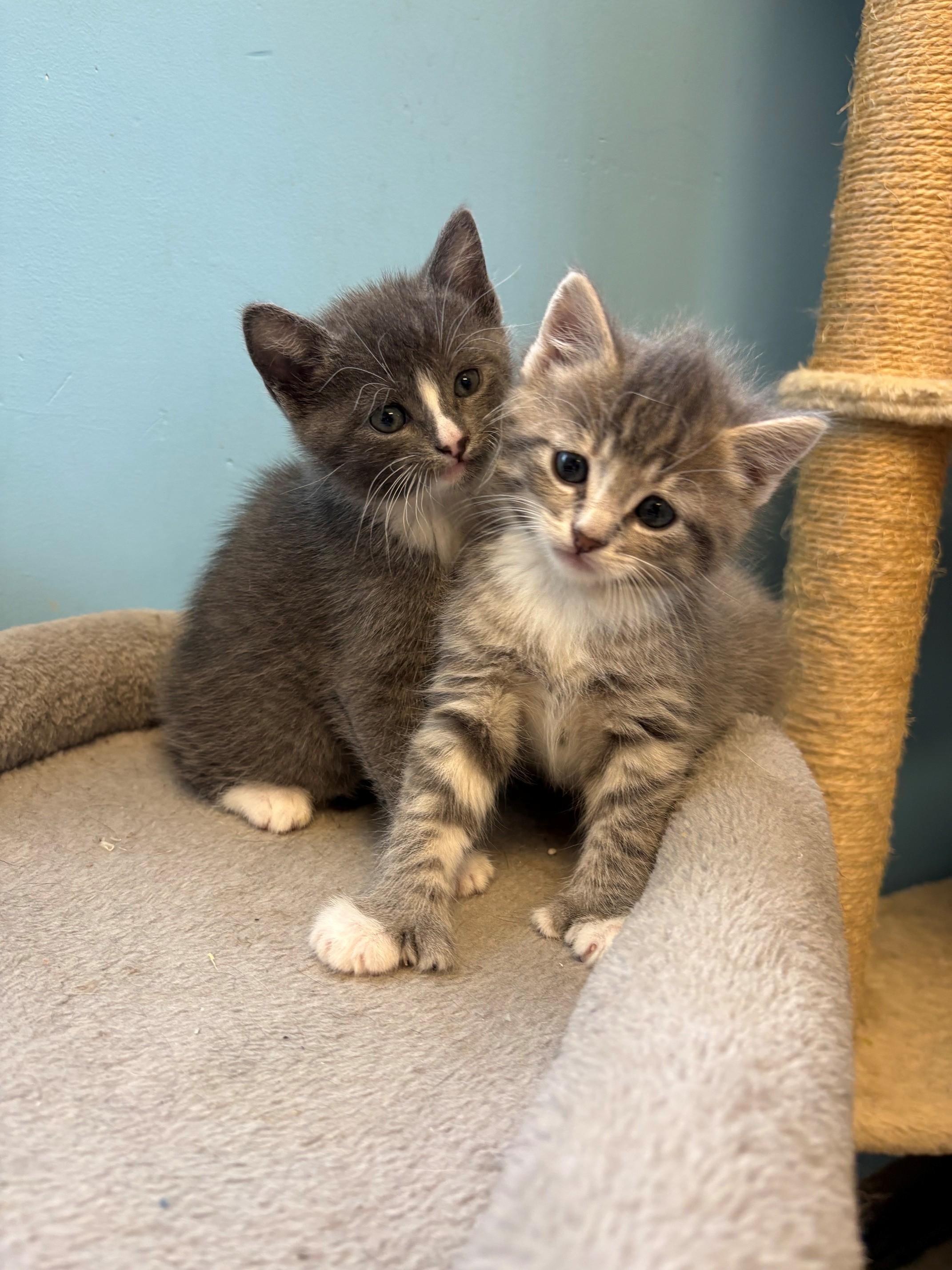 Margarita & Martini, ADOPTABLE, Kitten Female Domestic Short Hair.