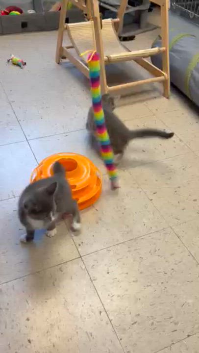 Enlarge Margarita & Martini, a ADOPTABLE Domestic Short Hair in Kingston, MA video 6/6