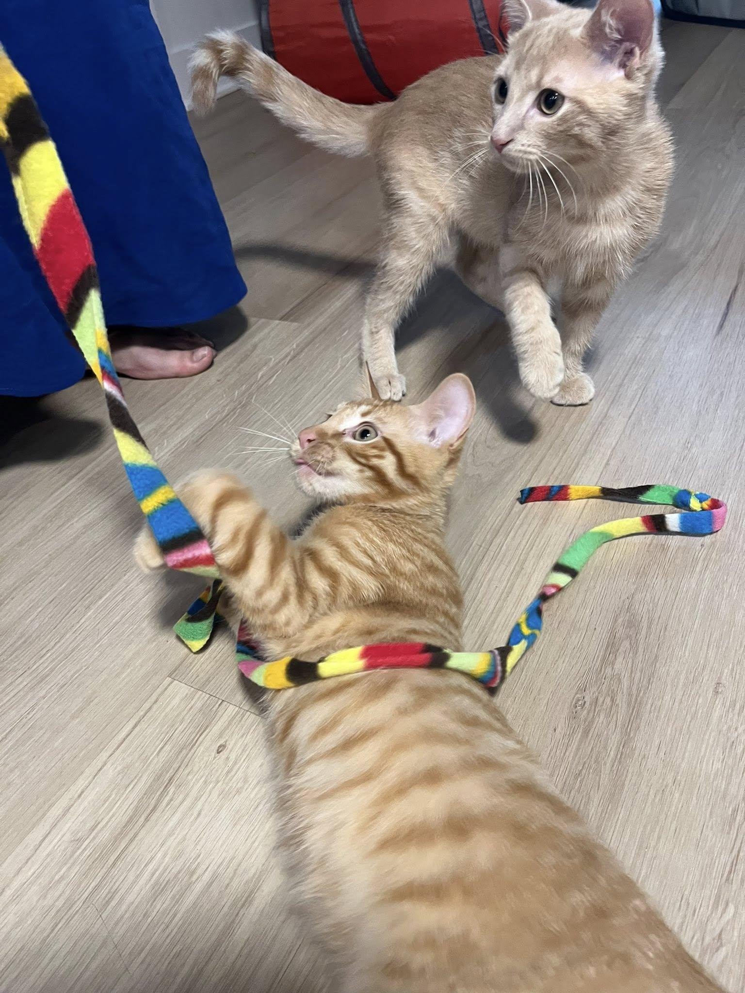 Reka, a Adoptable Domestic Short Hair in Montreal, QC image 5/5