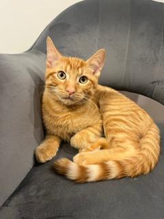 Reka, a Adoptable Domestic Short Hair in Montreal, QC image 2/5