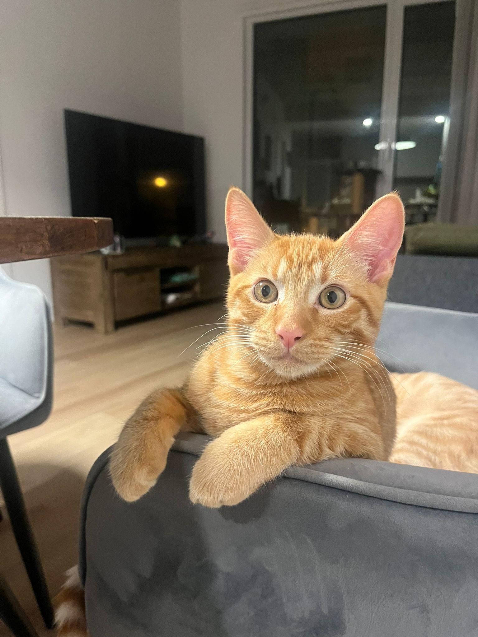 Reka, a Adoptable Domestic Short Hair in Montreal, QC image 4/5