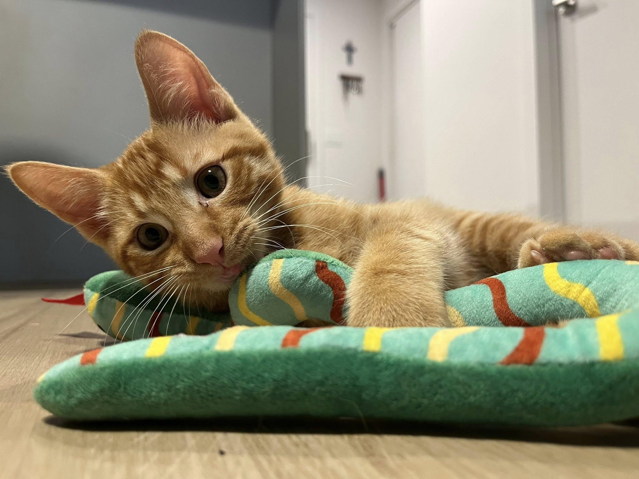 Reka, a Adoptable Domestic Short Hair in Montreal, QC image 3/5