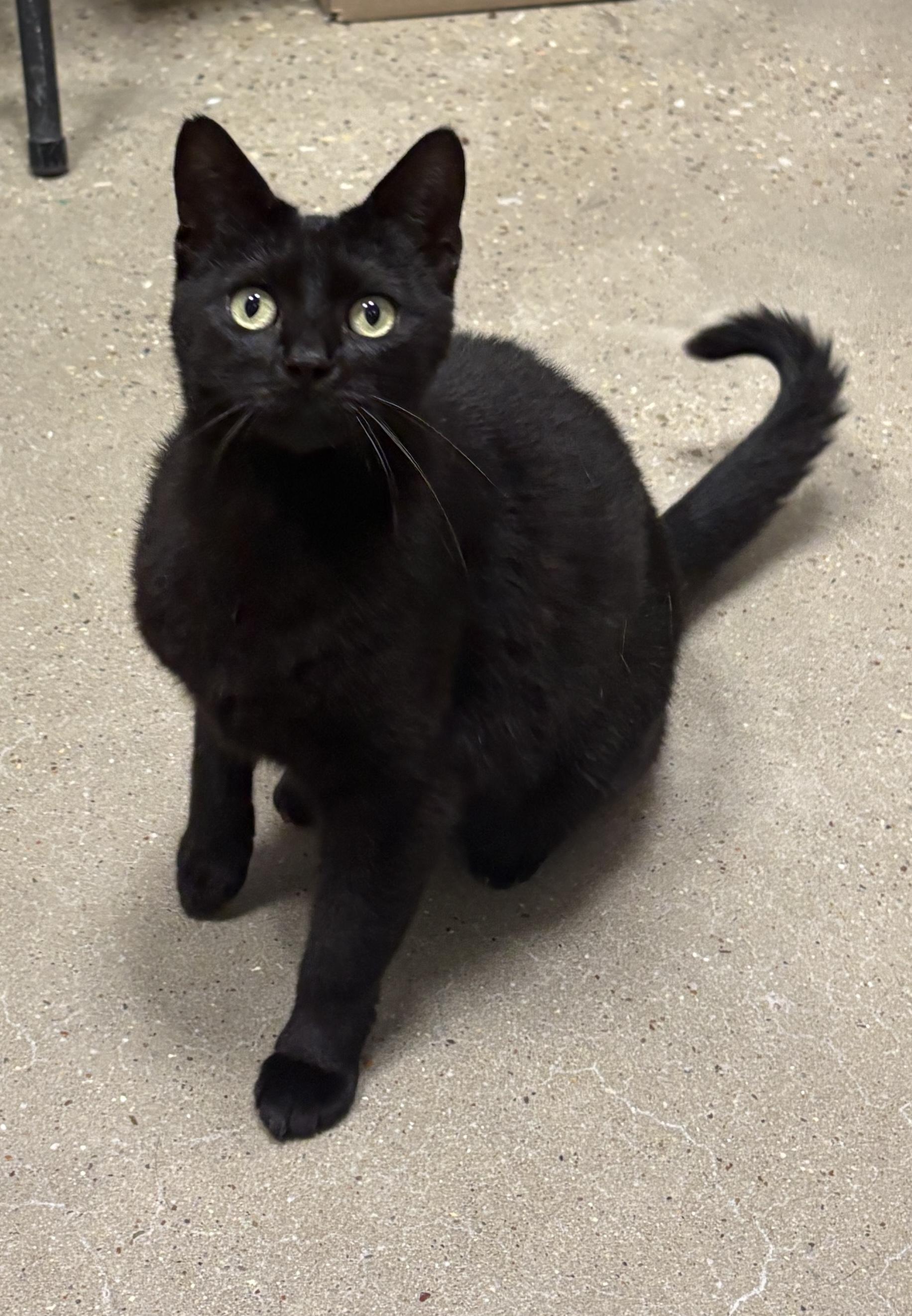 Enlarge Mystic - Riley Fuzzel Petsmart, an adopted Domestic Short Hair in Spring, TX image 1/6