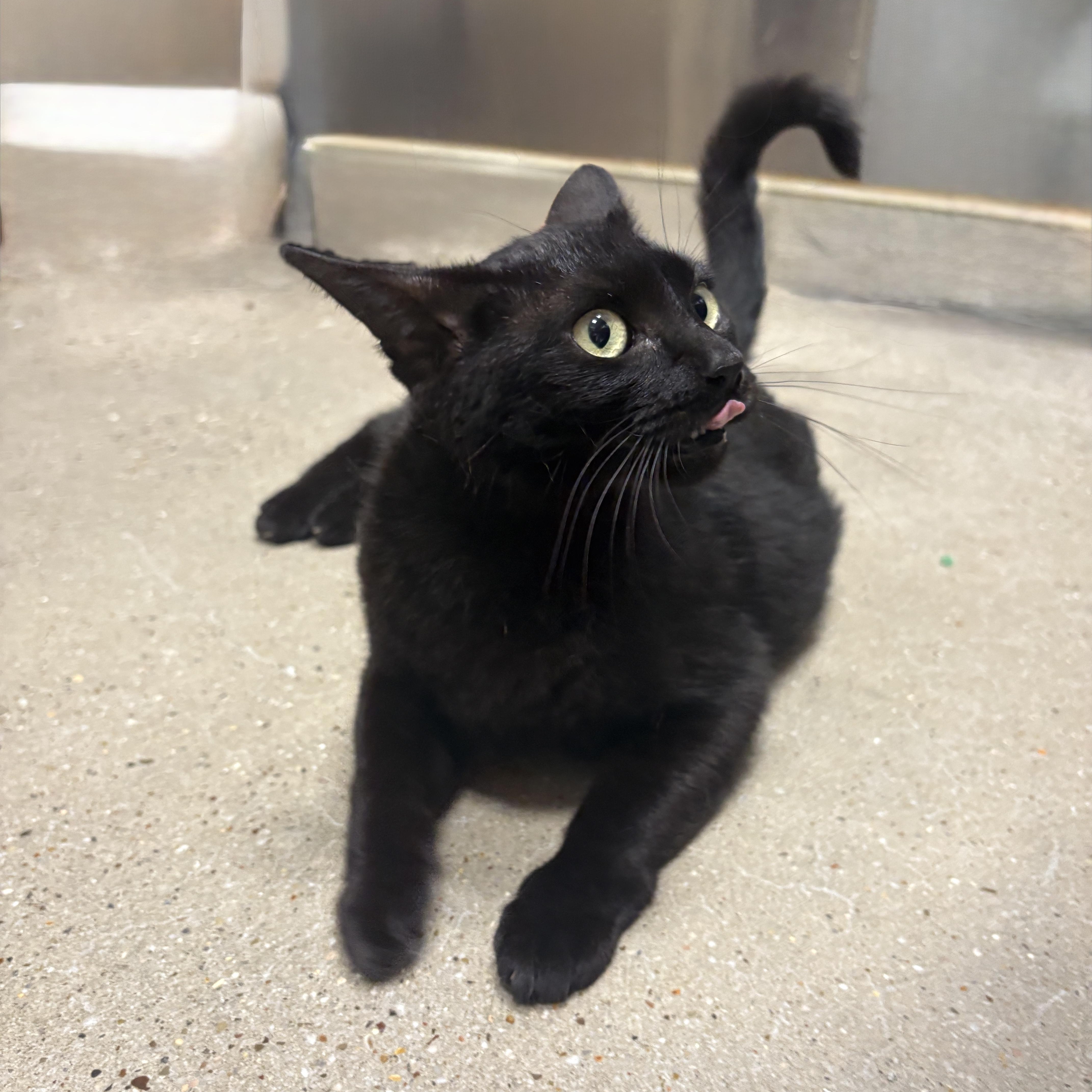 Enlarge Mystic - Riley Fuzzel Petsmart, an adopted Domestic Short Hair in Spring, TX image 5/6