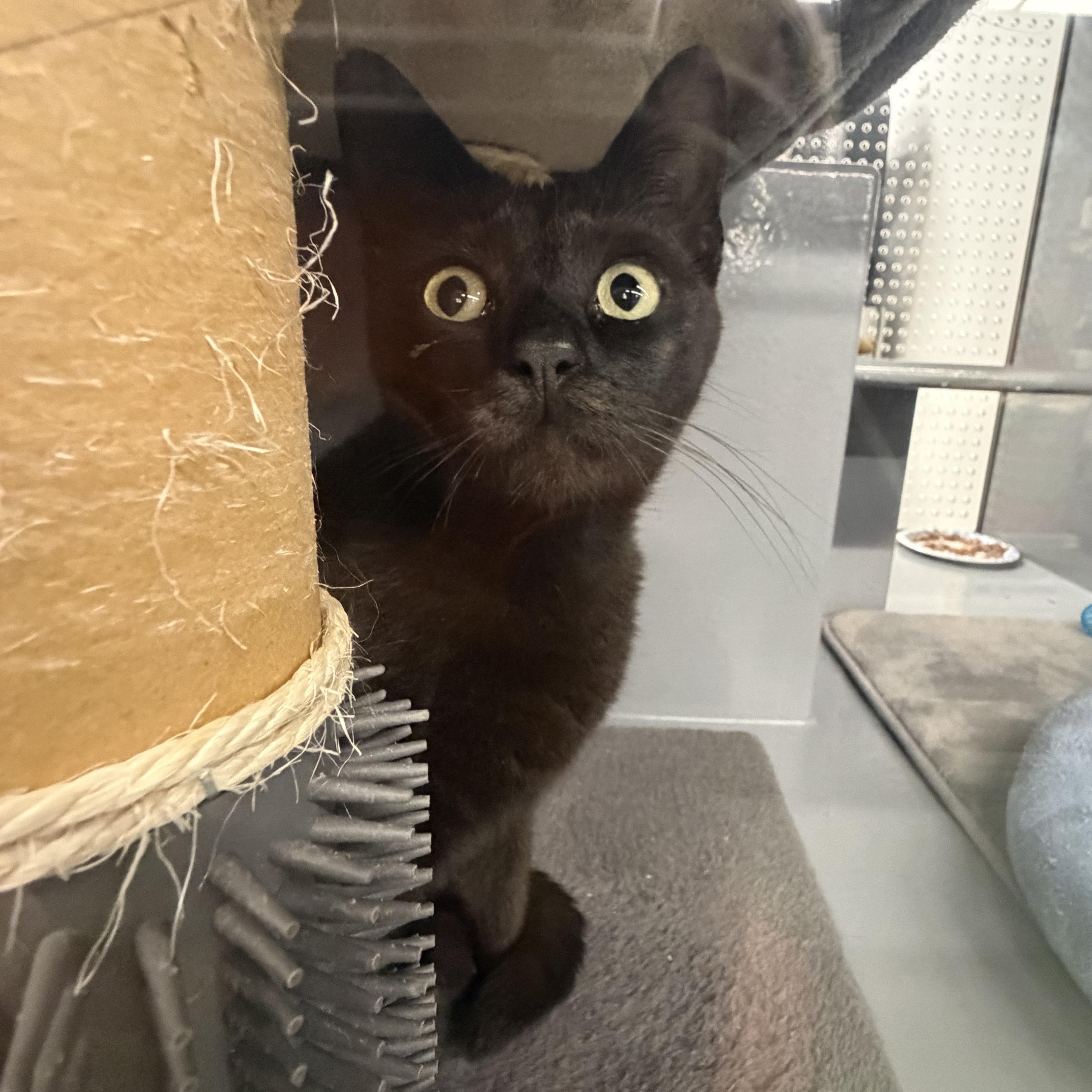 Enlarge Mystic - Riley Fuzzel Petsmart, an adopted Domestic Short Hair in Spring, TX image 3/6