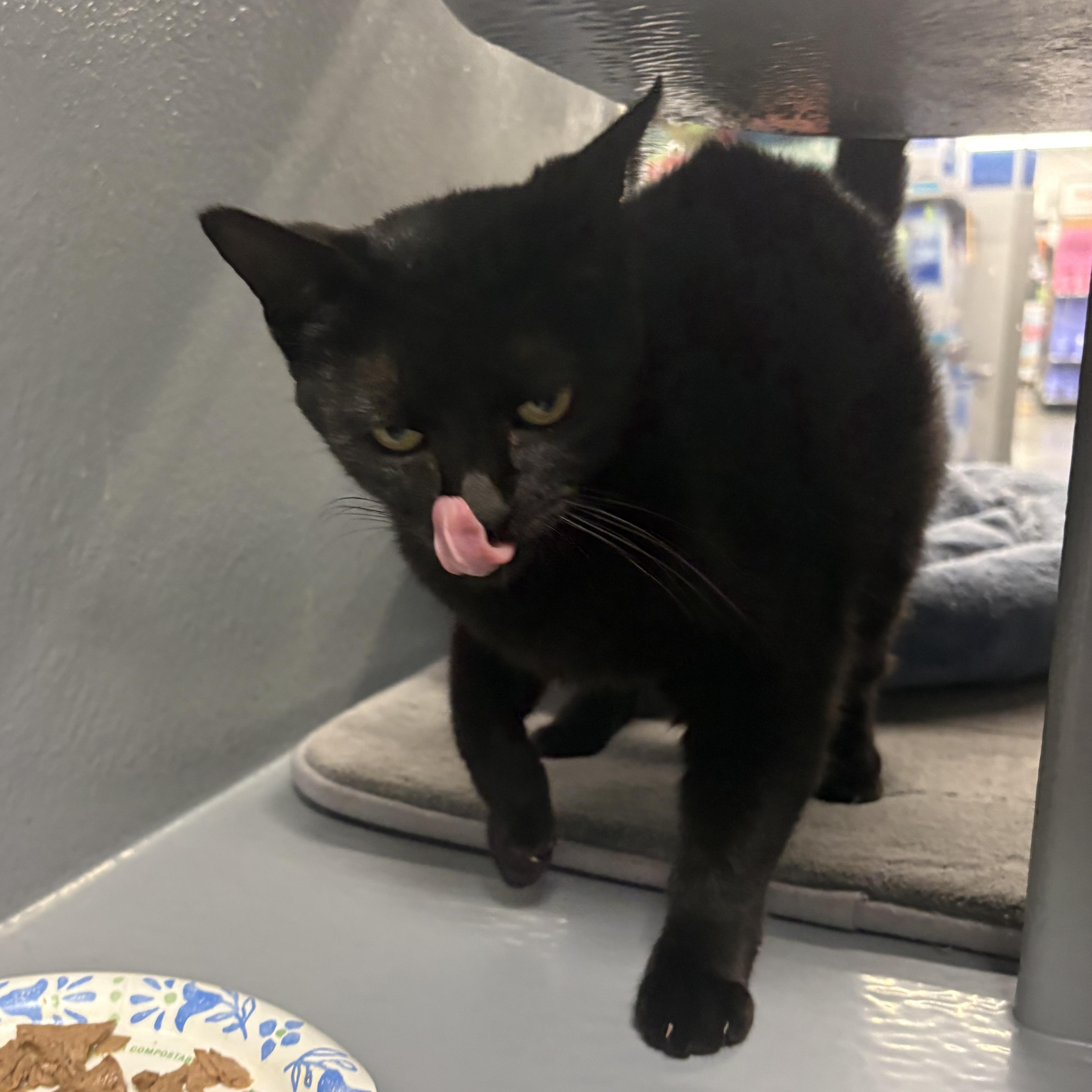 Enlarge Mystic - Riley Fuzzel Petsmart, an adopted Domestic Short Hair in Spring, TX image 6/6