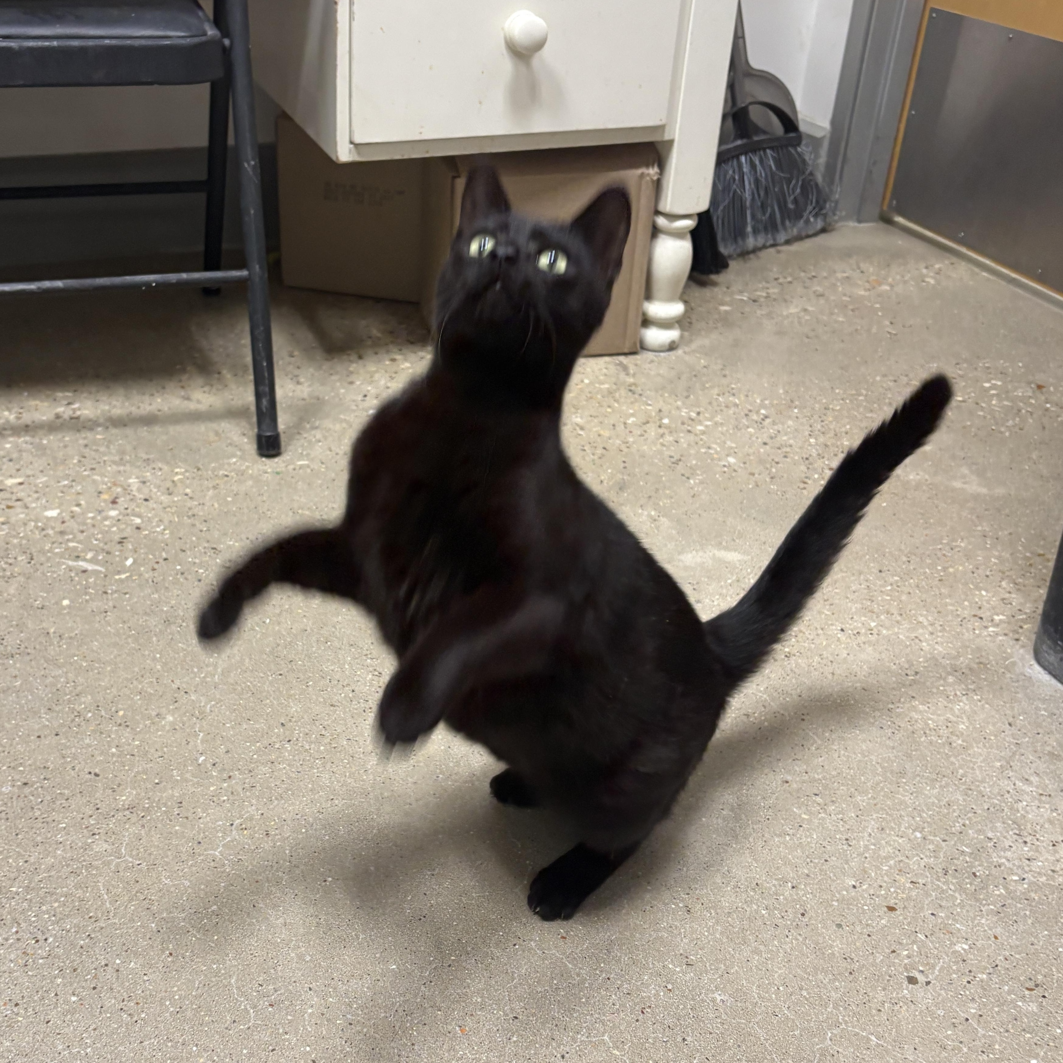 Enlarge Mystic - Riley Fuzzel Petsmart, an adopted Domestic Short Hair in Spring, TX image 4/6