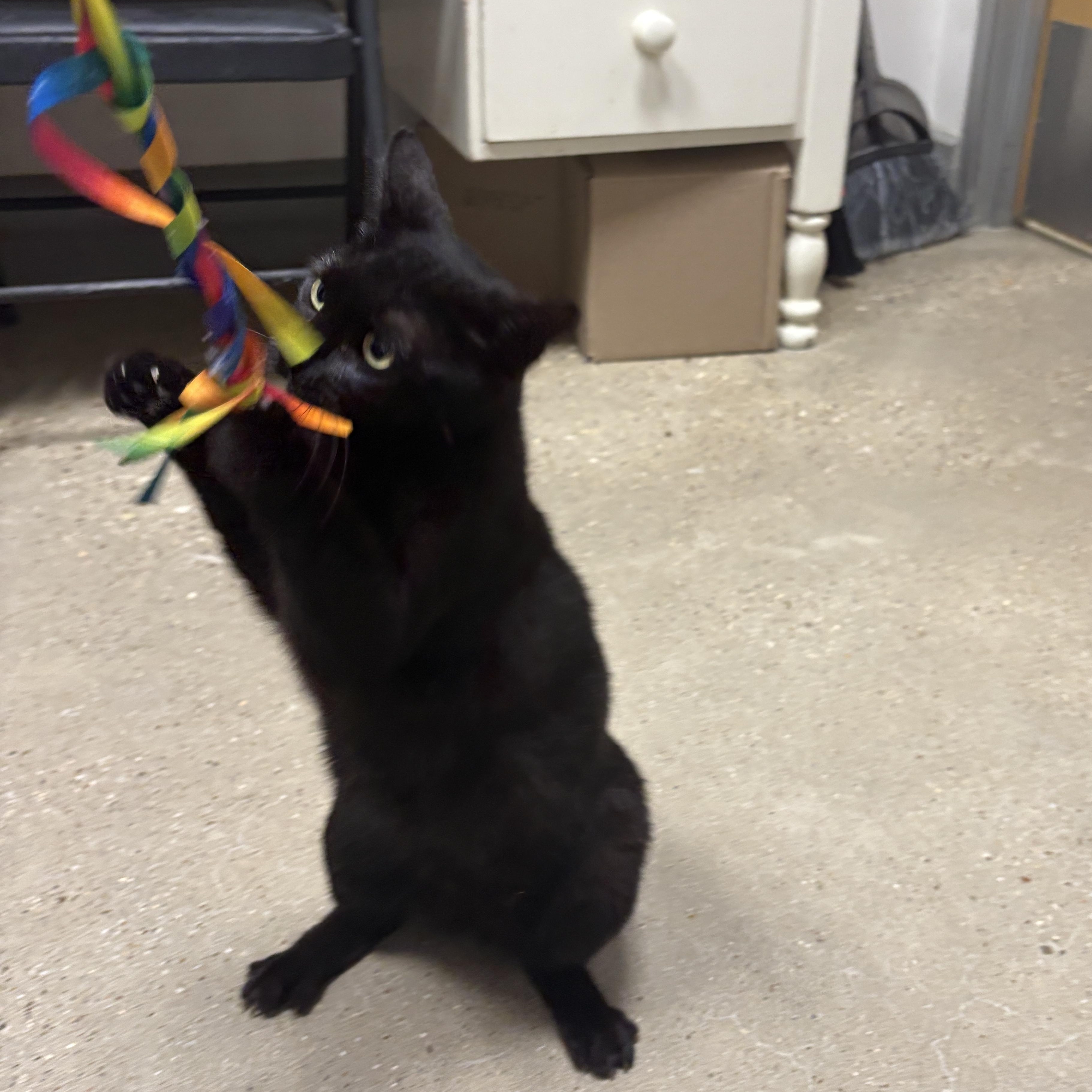 Enlarge Mystic - Riley Fuzzel Petsmart, an adopted Domestic Short Hair in Spring, TX image 2/6