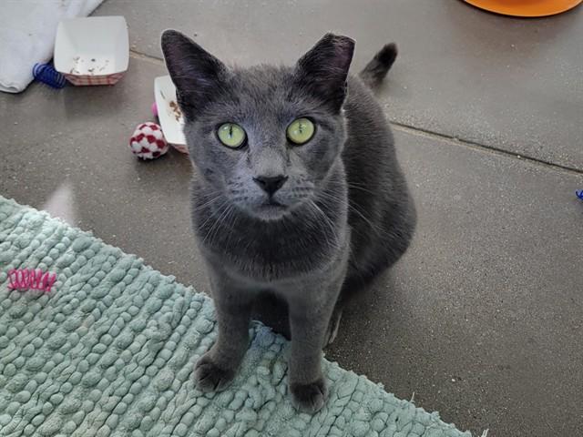 HYDROFLASK, Adoptable, Young Male Domestic Short Hair.