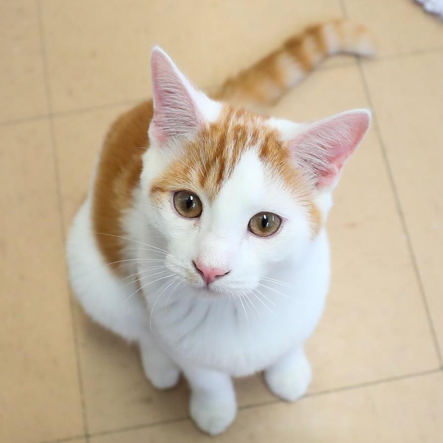 Enlarge Forest, a Adoptable Domestic Short Hair in Greensboro, GA image 1/6