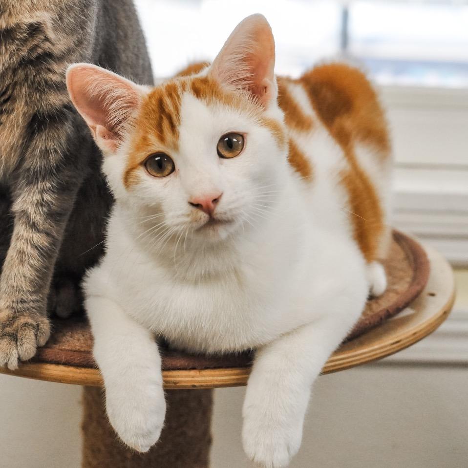 Enlarge Forest, a Adoptable Domestic Short Hair in Greensboro, GA image 3/6