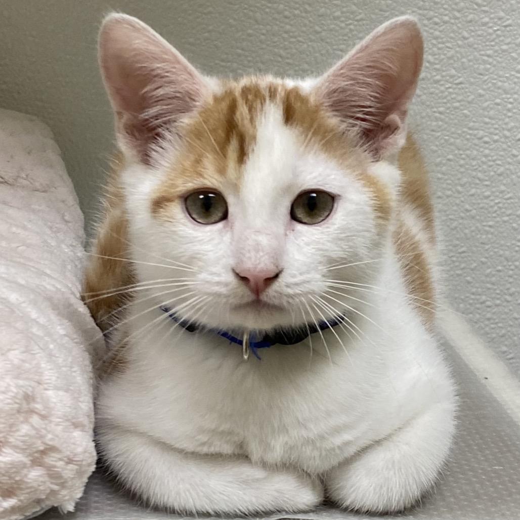 Enlarge Forest, a Adoptable Domestic Short Hair in Greensboro, GA image 5/6