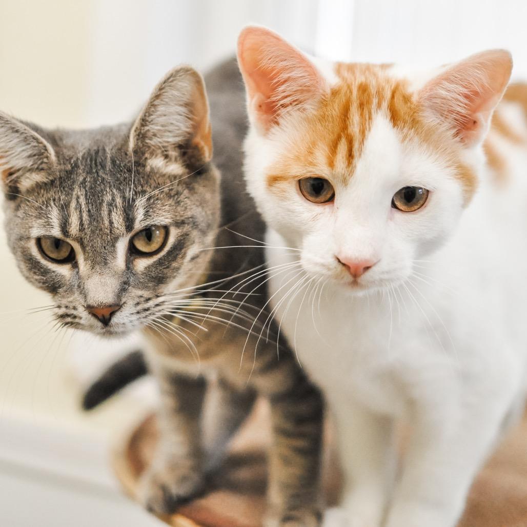 Enlarge Forest, a Adoptable Domestic Short Hair in Greensboro, GA image 6/6