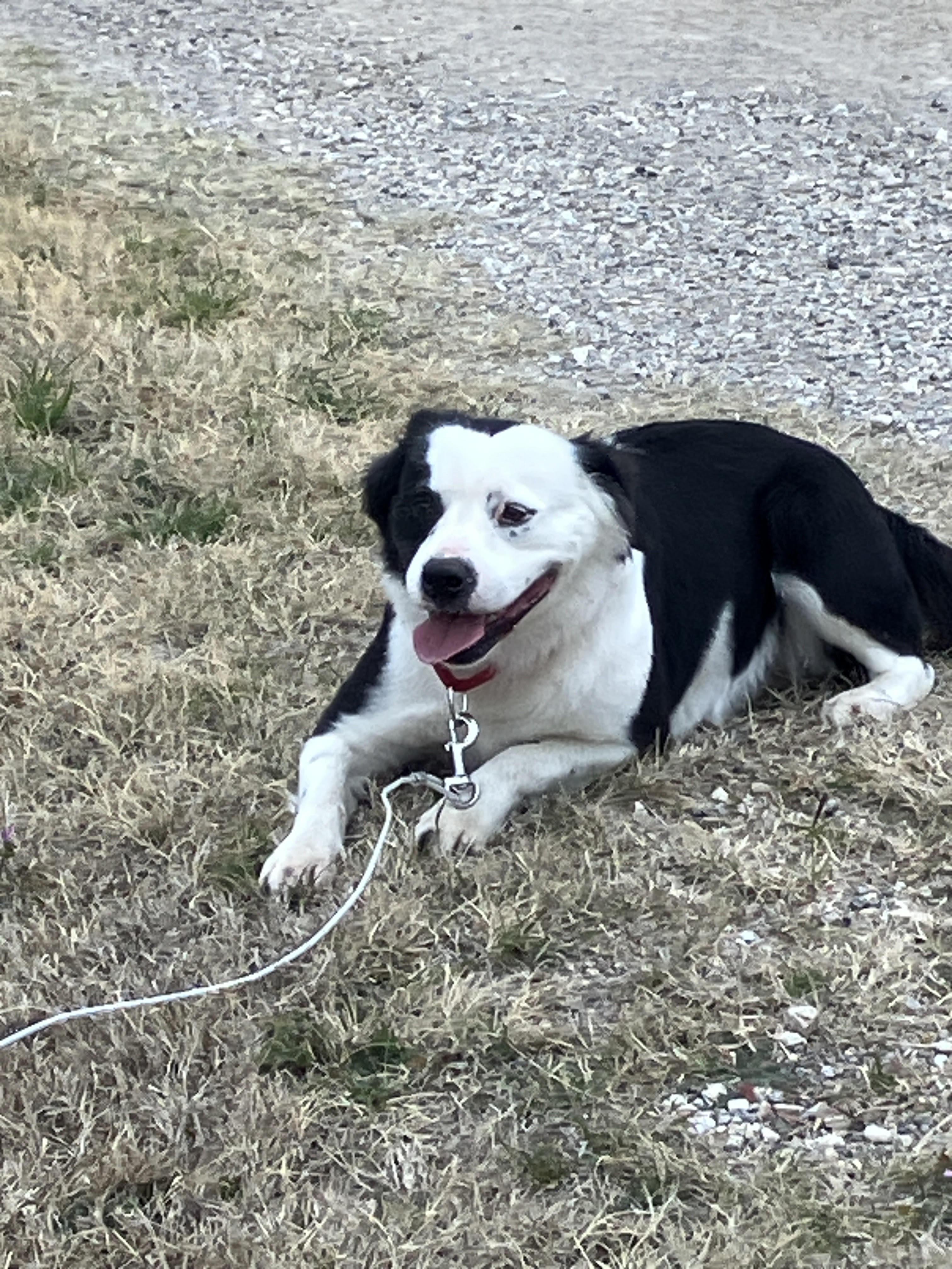 Enlarge BLANCHE-Lovely Lady, a Adoptable mixed breed in Ellington, CT image 2/6