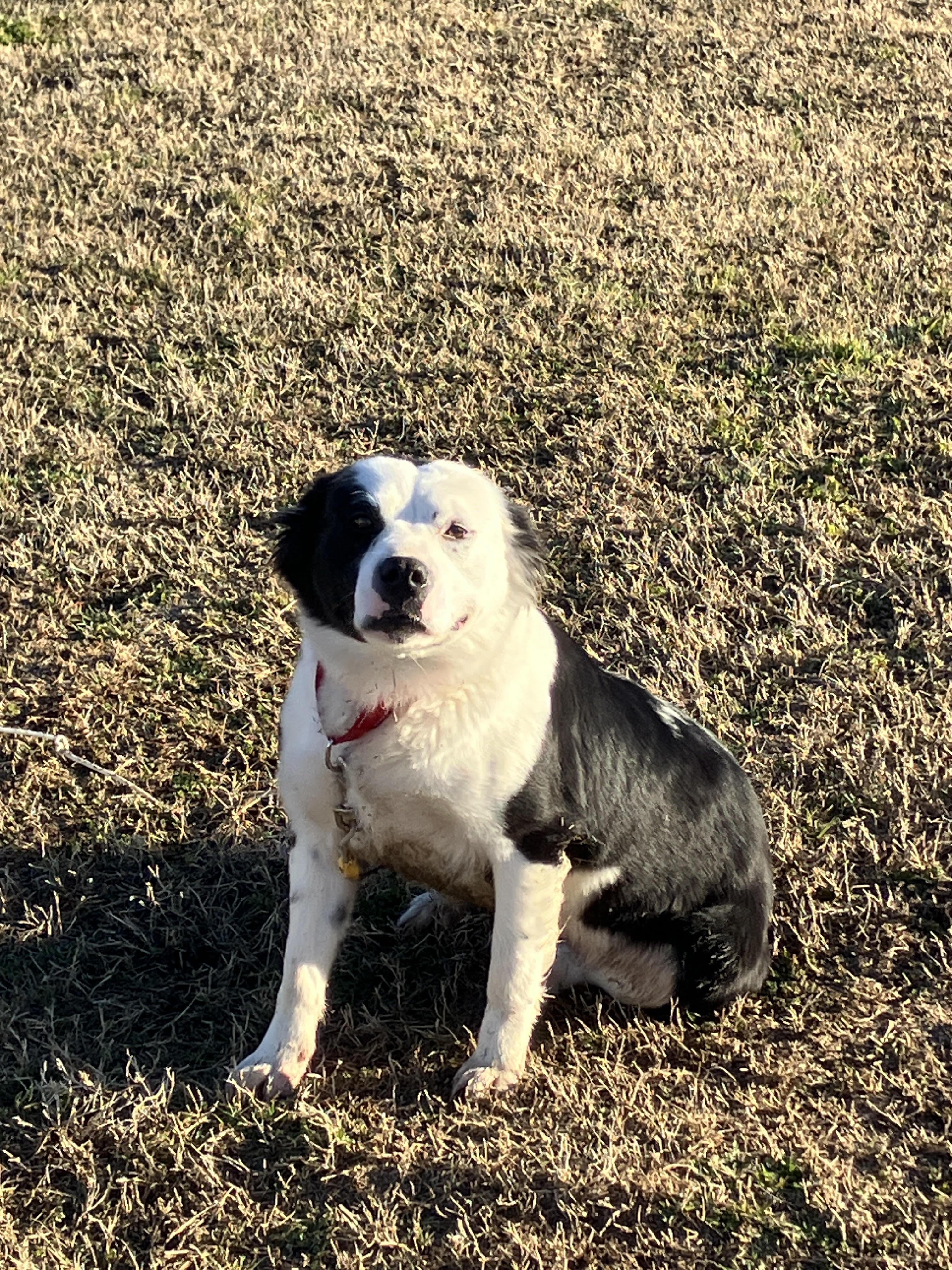 Enlarge BLANCHE-Lovely Lady, a Adoptable mixed breed in Ellington, CT image 5/6