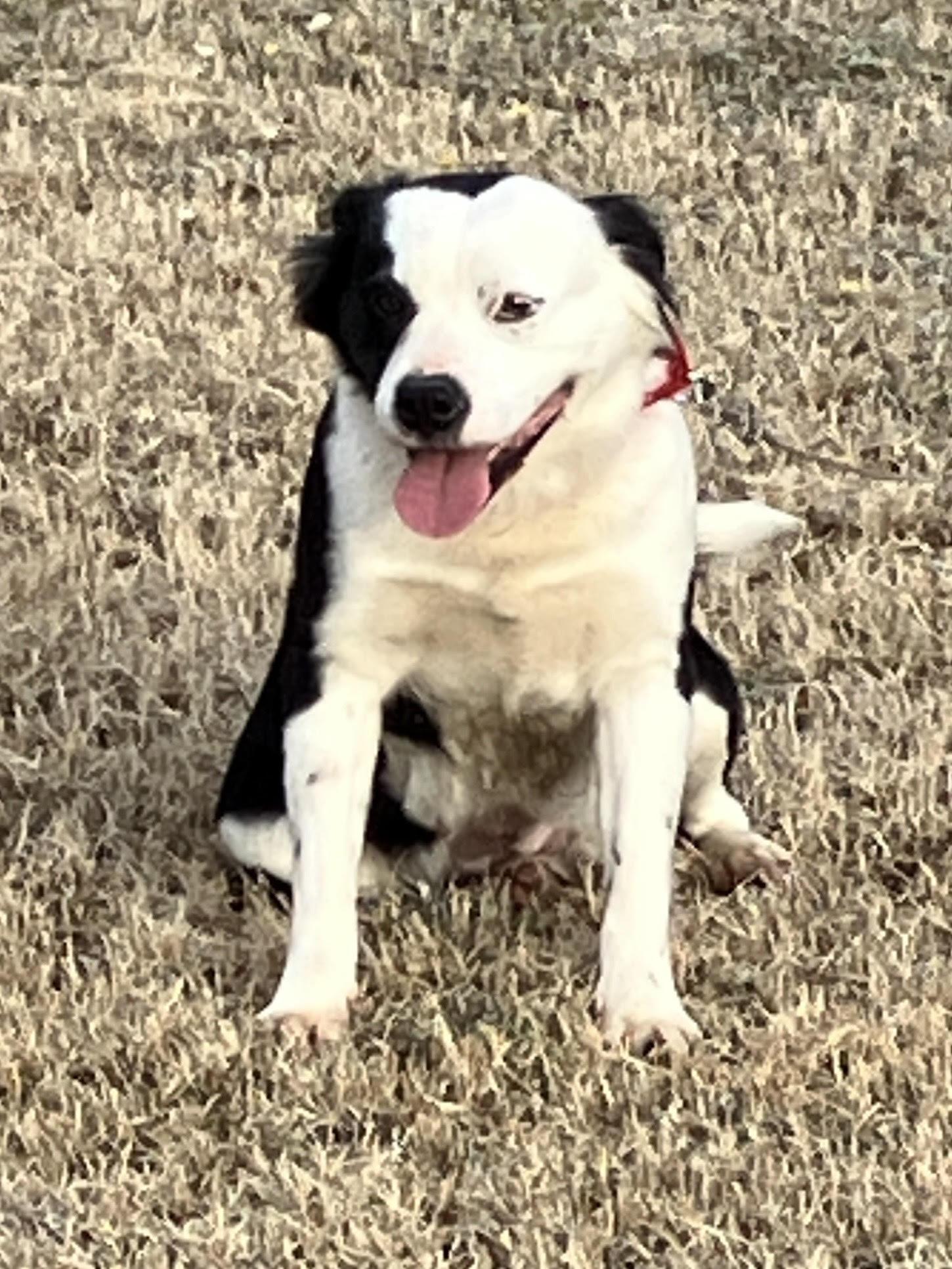 Enlarge BLANCHE-Lovely Lady, a Adoptable mixed breed in Ellington, CT image 1/6