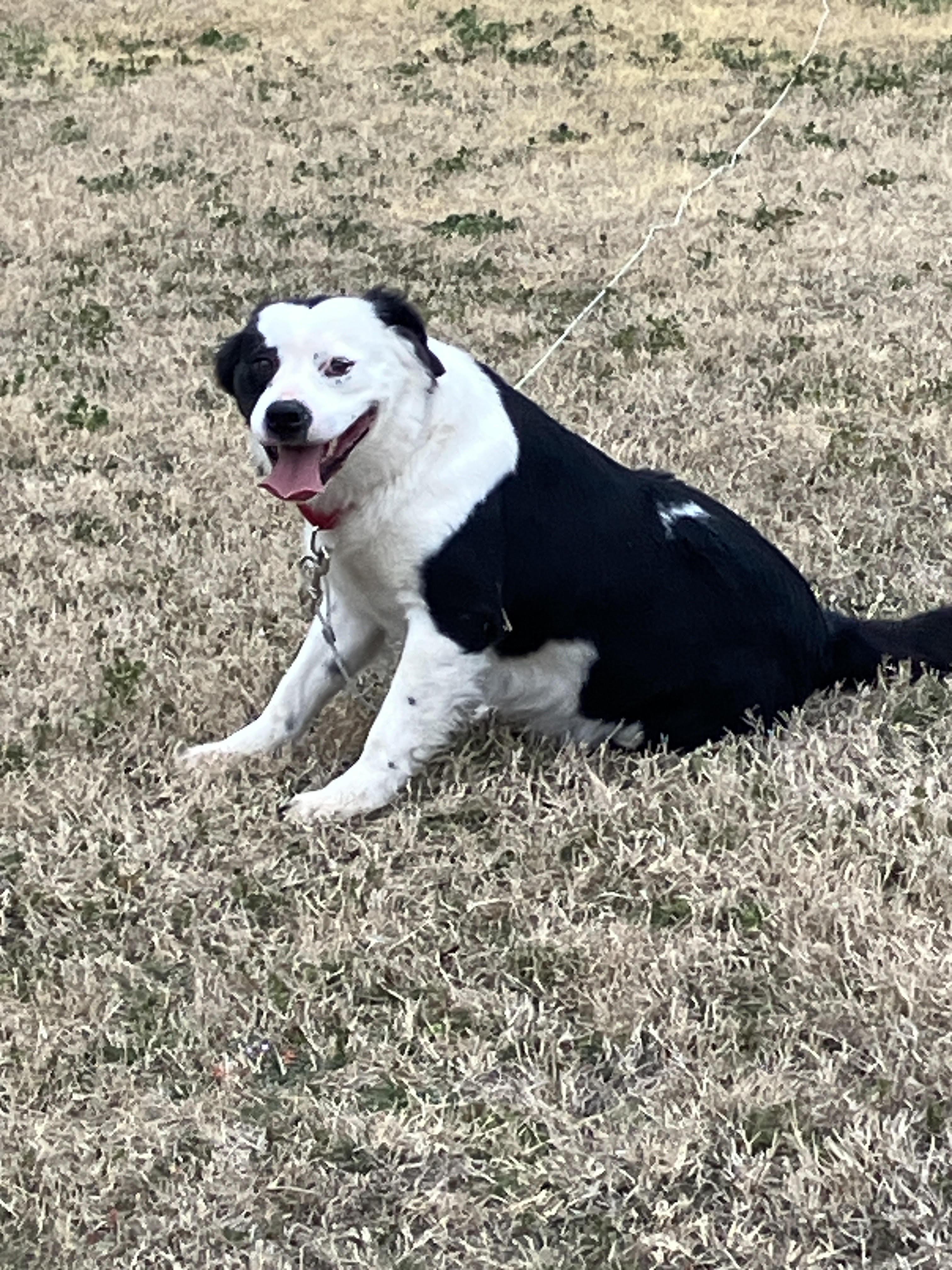 Enlarge BLANCHE-Lovely Lady, a Adoptable mixed breed in Ellington, CT image 3/6