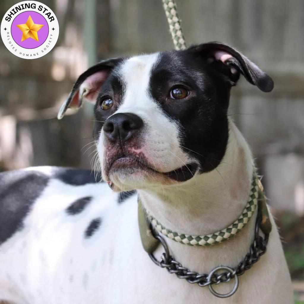 Neko, a Adoptable mixed breed in San Antonio, TX image 1/4