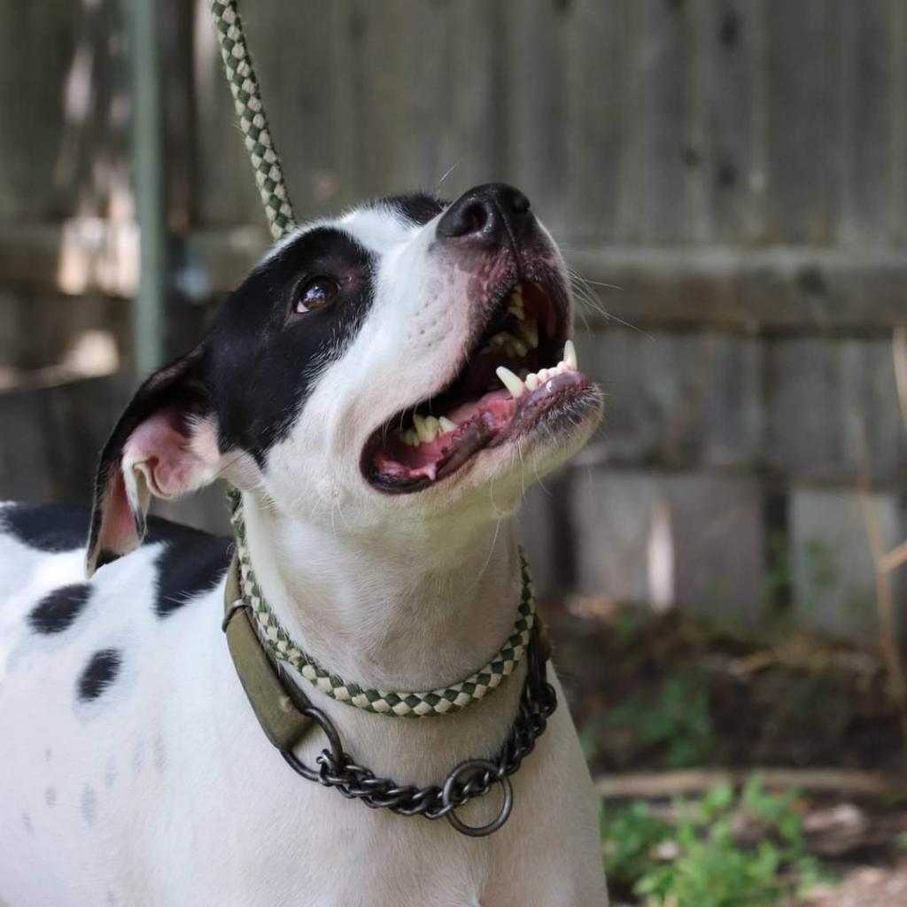 Neko, a Adoptable mixed breed in San Antonio, TX image 2/4