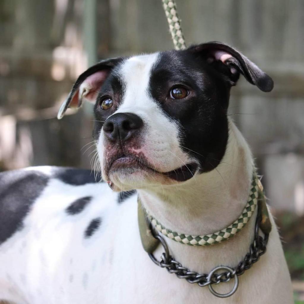 Neko, a Adoptable mixed breed in San Antonio, TX image 4/4