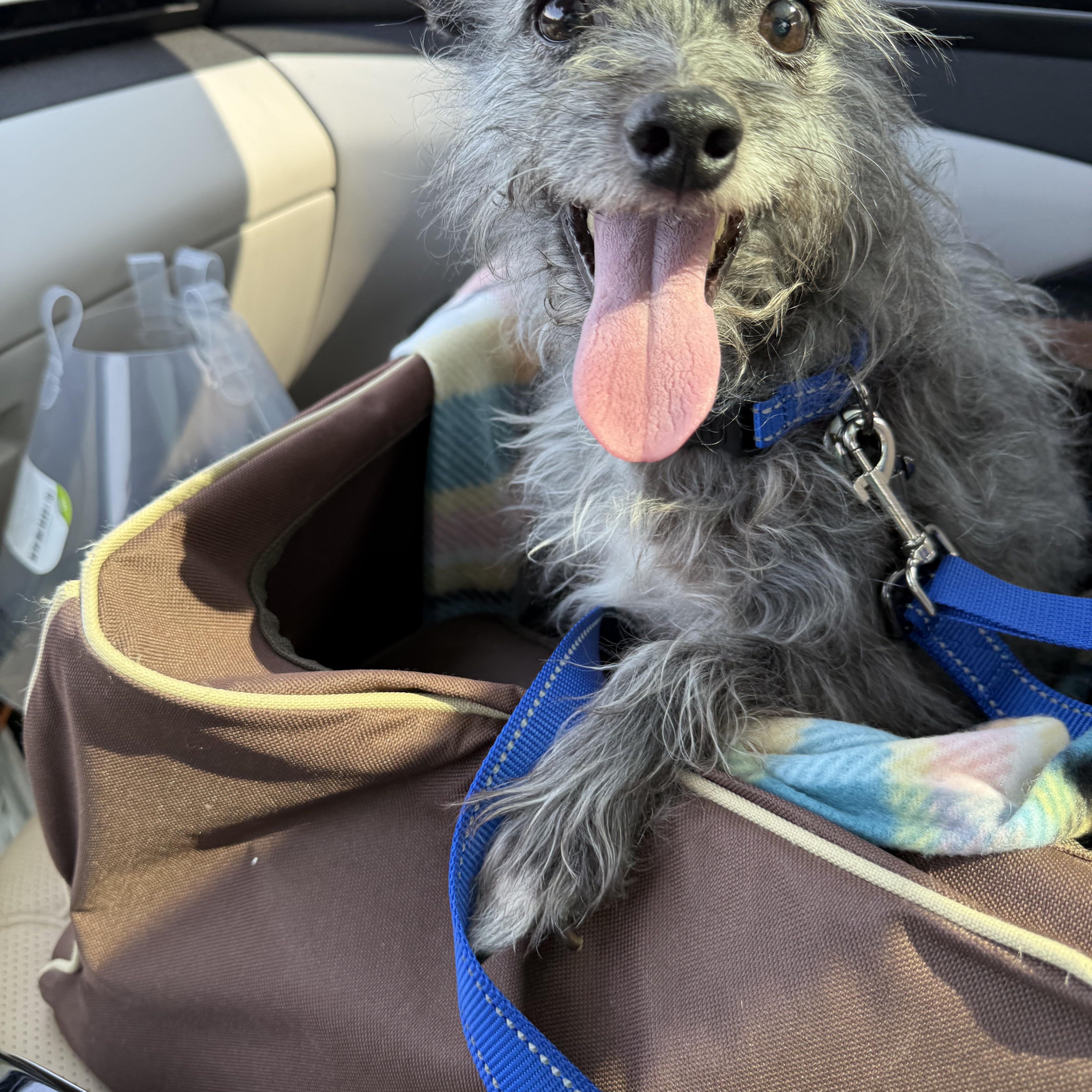 Jack, Adopted, Adult Male Norfolk Terrier.