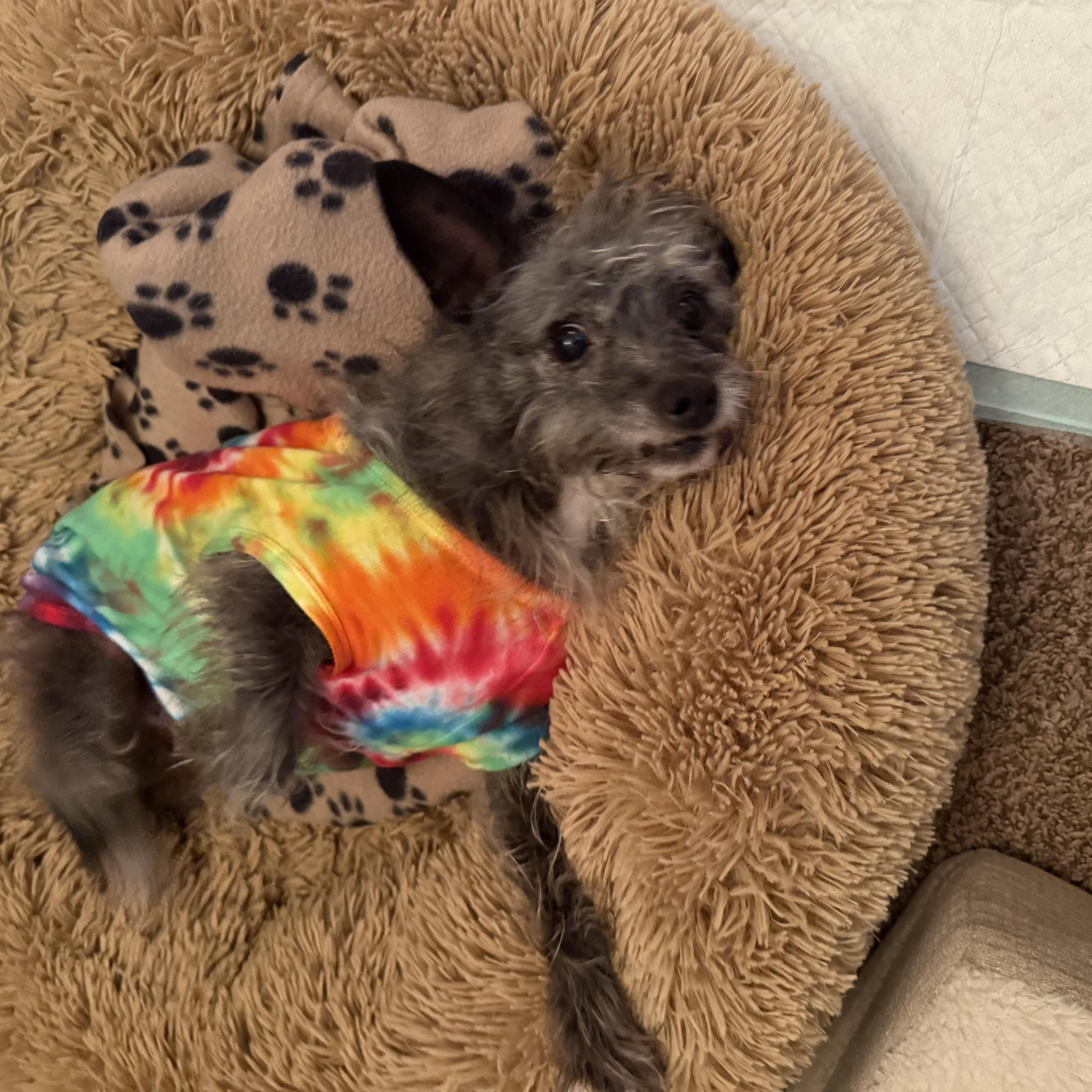 Enlarge Jack, a Adopted Norfolk Terrier in Indianapolis, IN image 2/3