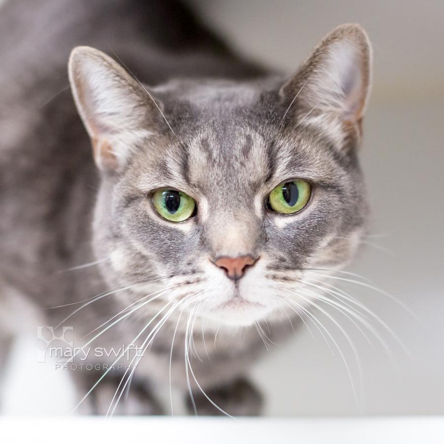 Kit Kat, Adoptable, Adult Female Domestic Short Hair.