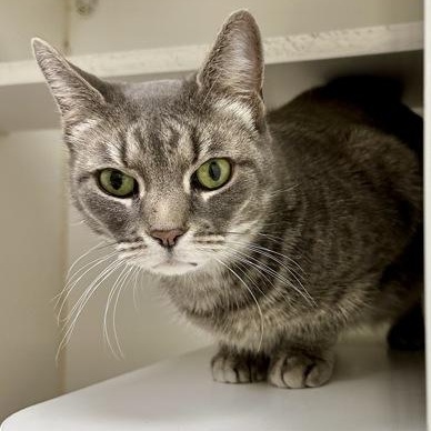 Enlarge Kit Kat, a Adoptable Domestic Short Hair in Reisterstown, MD image 3/3