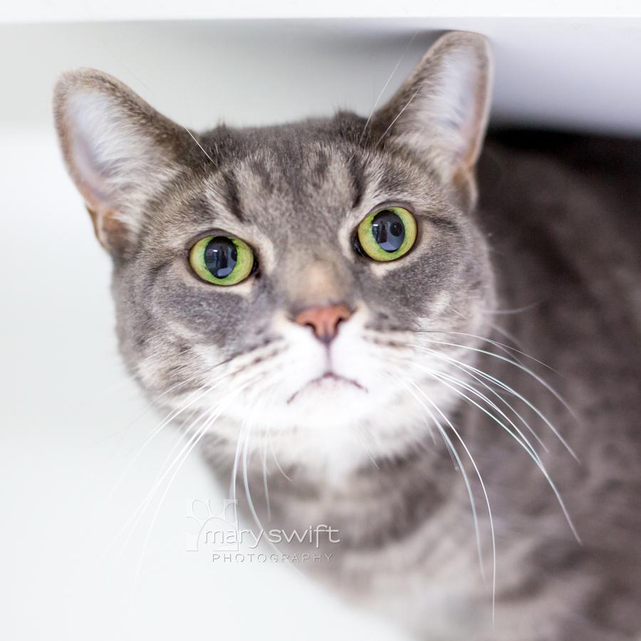 Enlarge Kit Kat, a Adoptable Domestic Short Hair in Reisterstown, MD image 2/3