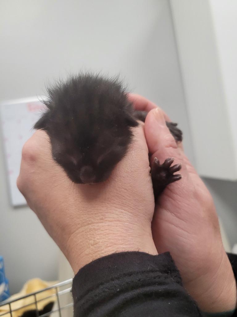 Cheerios, Adoptable, Kitten Female Domestic Short Hair.