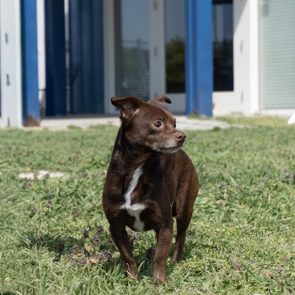 Brownie, a Adoptable mixed breed in Elizabeth City, NC image 1/6