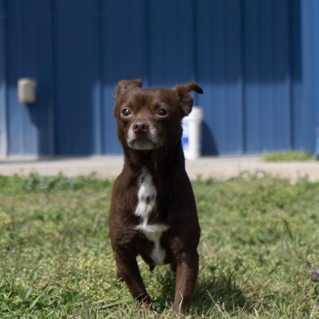 Brownie, a Adoptable mixed breed in Elizabeth City, NC image 2/6